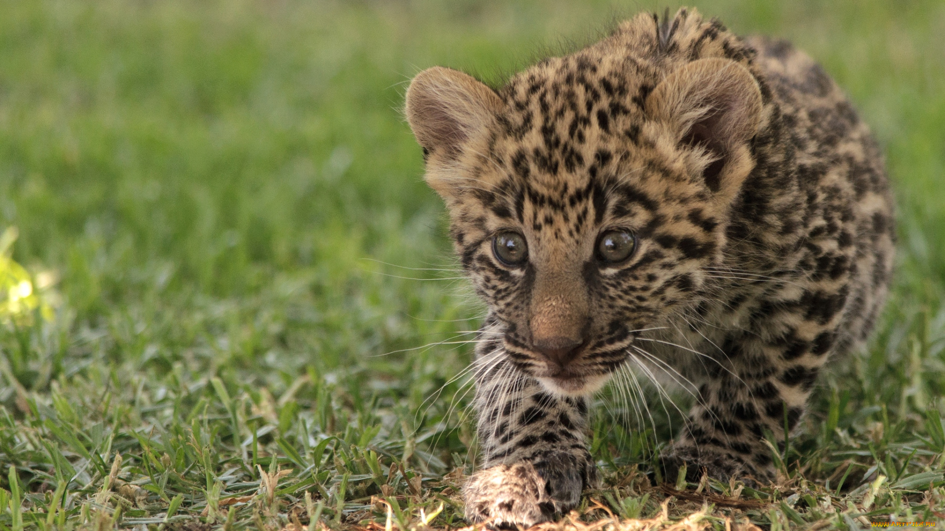 животные, леопарды, малыш