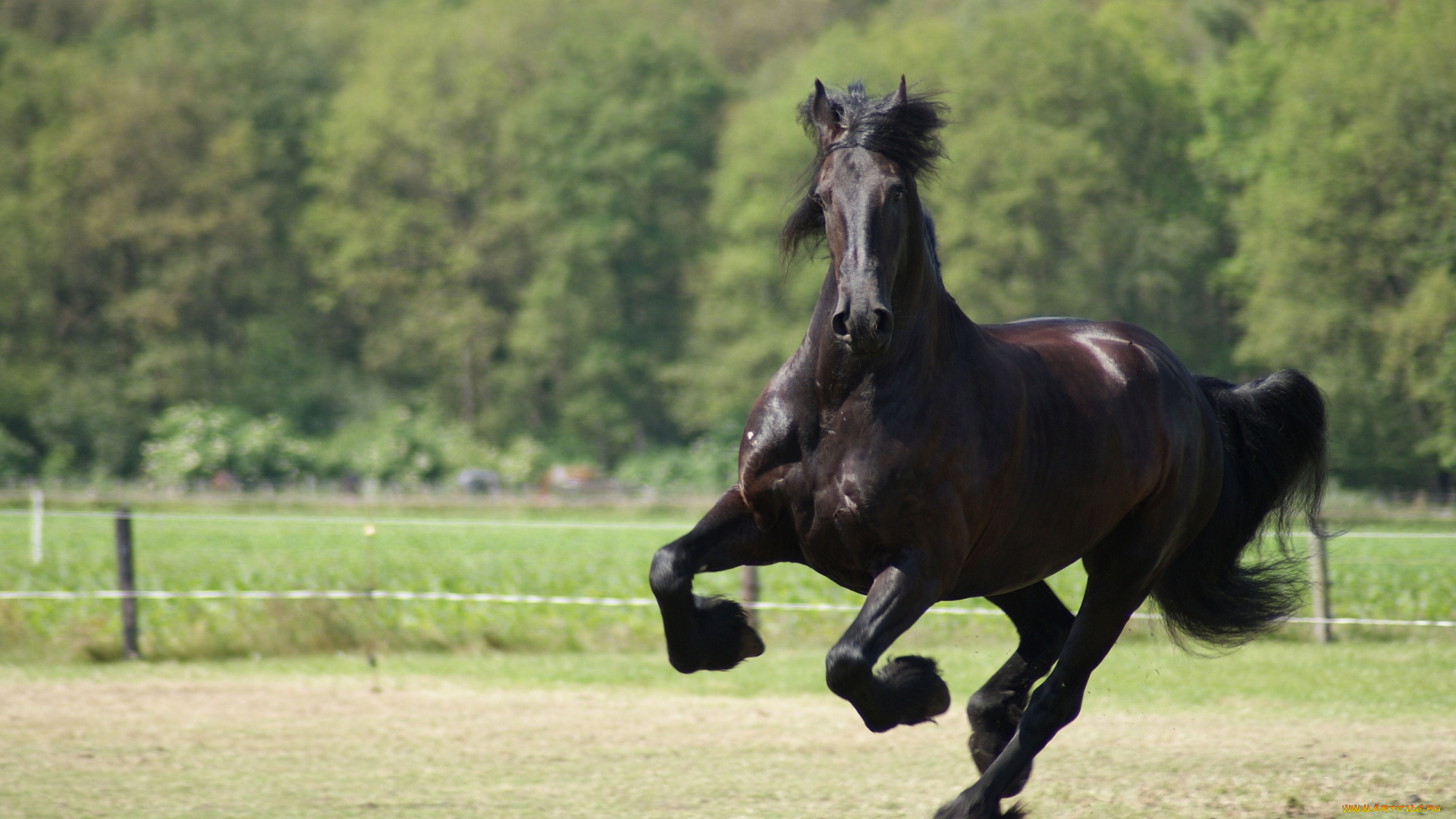 животные, лошади, галоп, конь