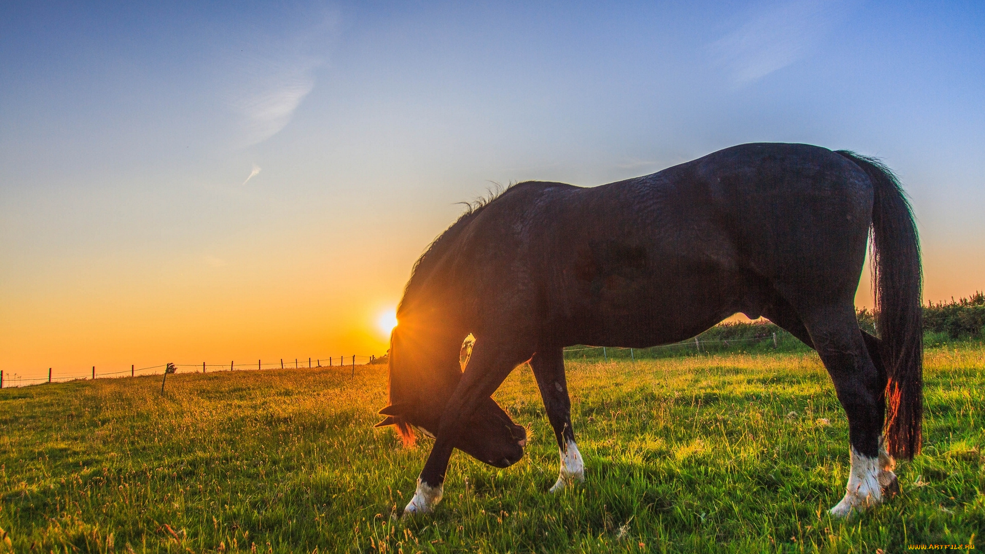 животные, лошади, конь, закат, пастбище, луг