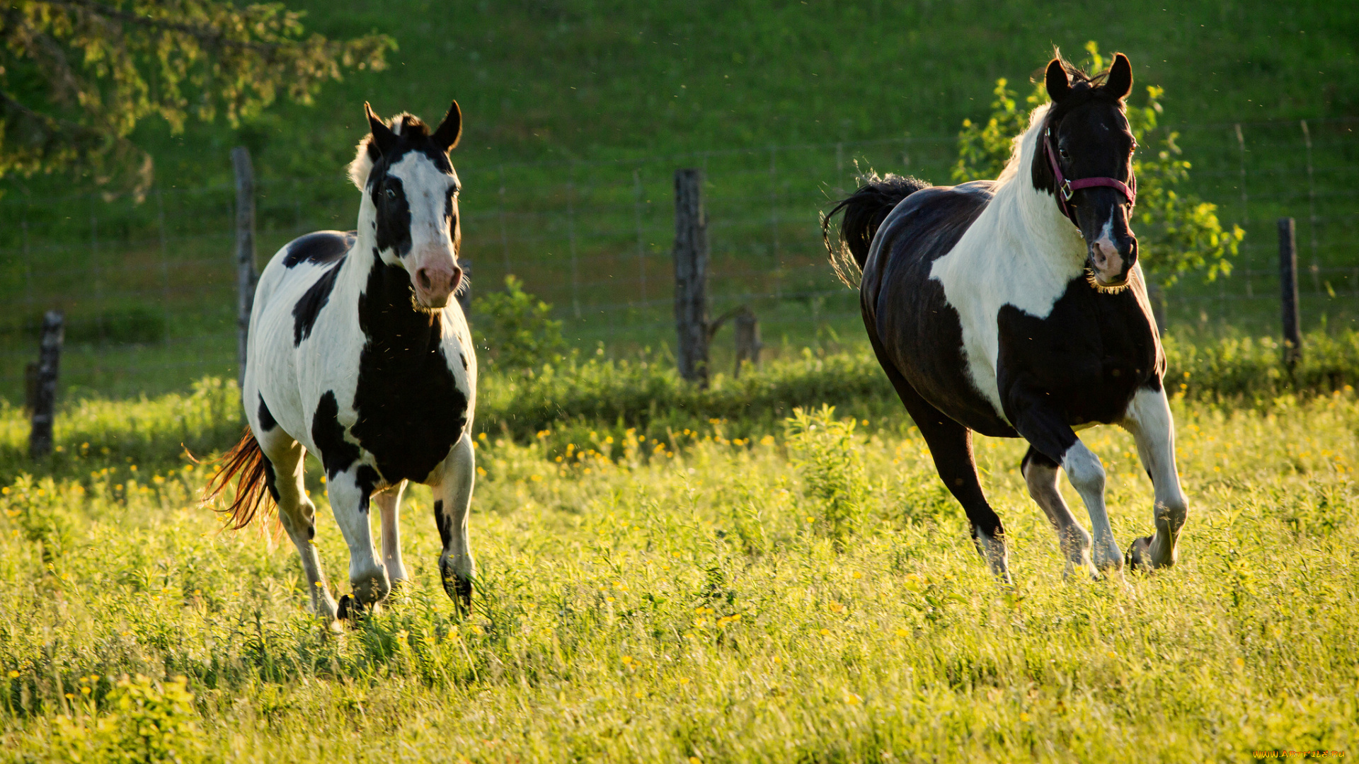 животные, лошади, кони, луг