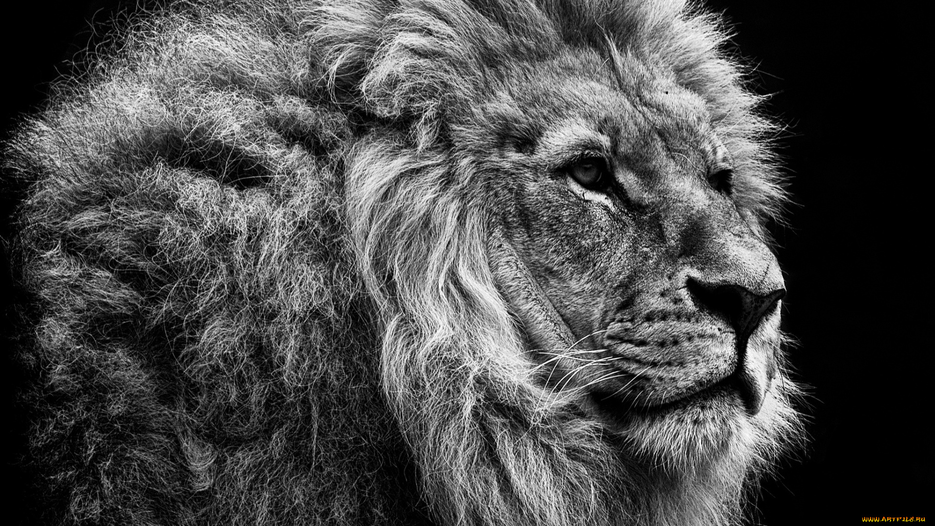 животные, львы, царь