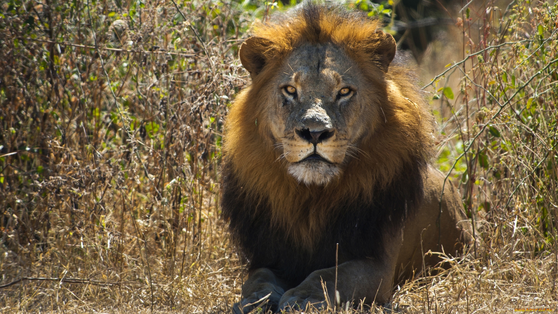 животные, львы, царь, зверей