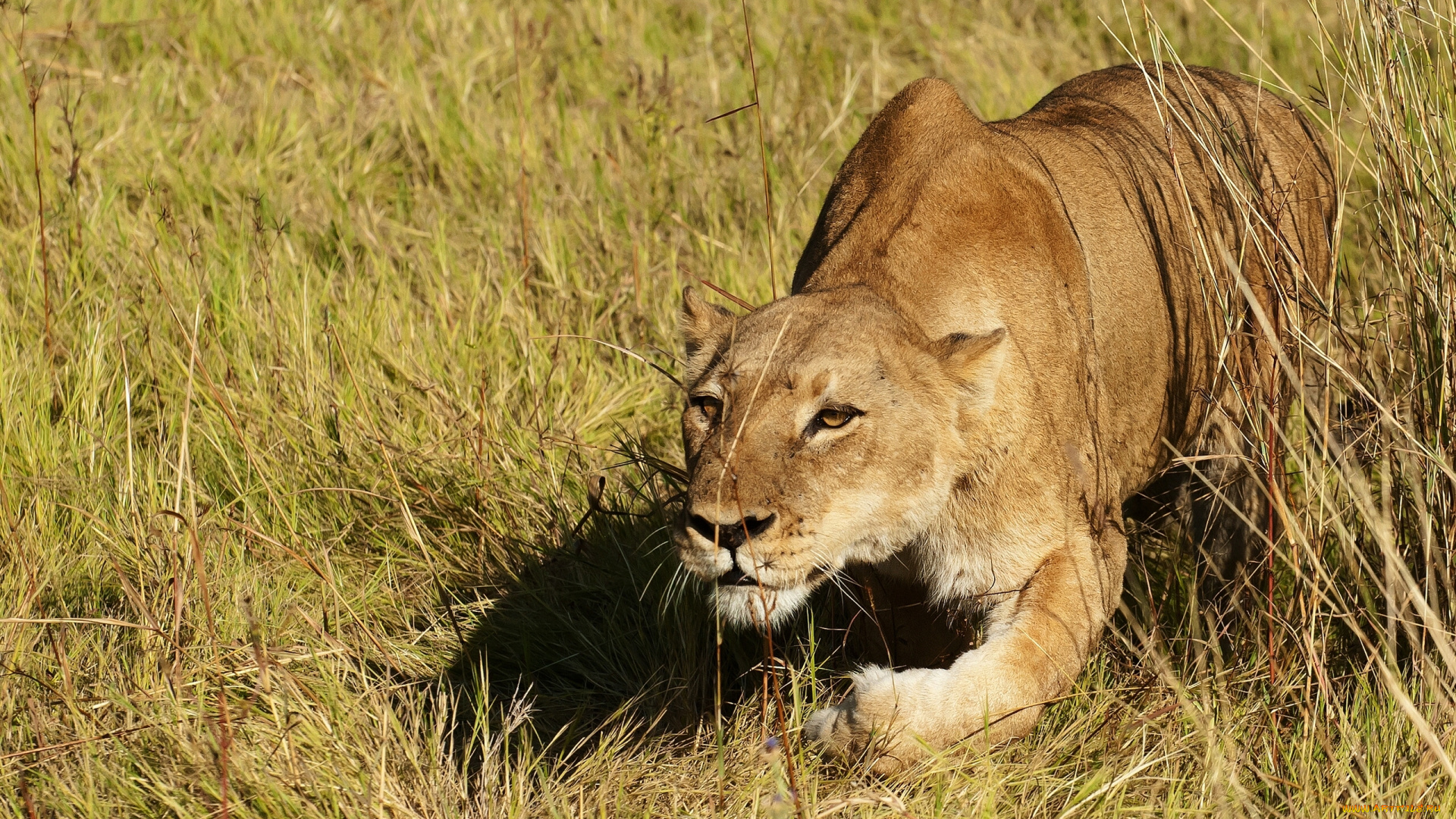 животные, львы, трава, охота, львица