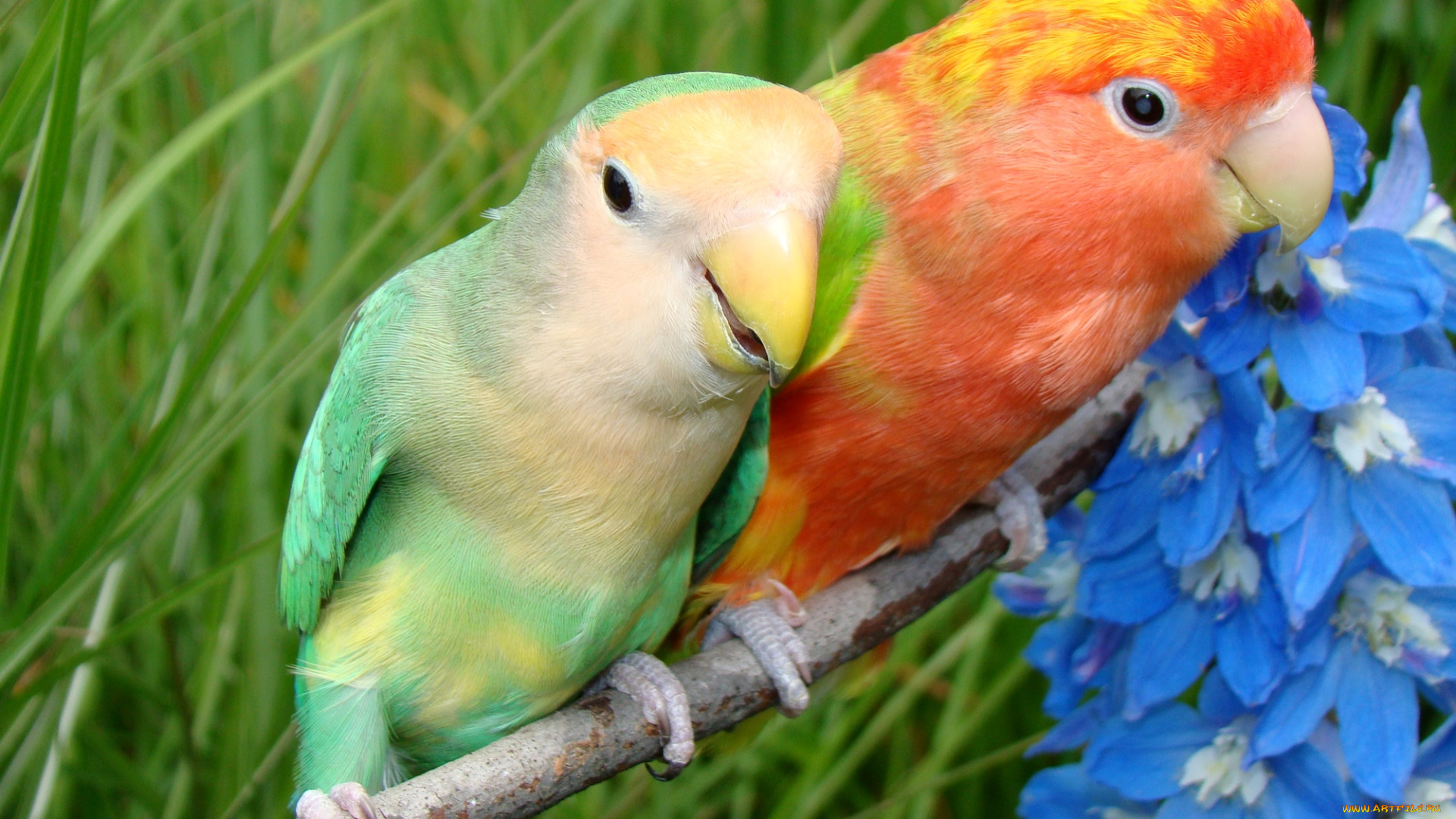 животные, попугаи, неразлучники