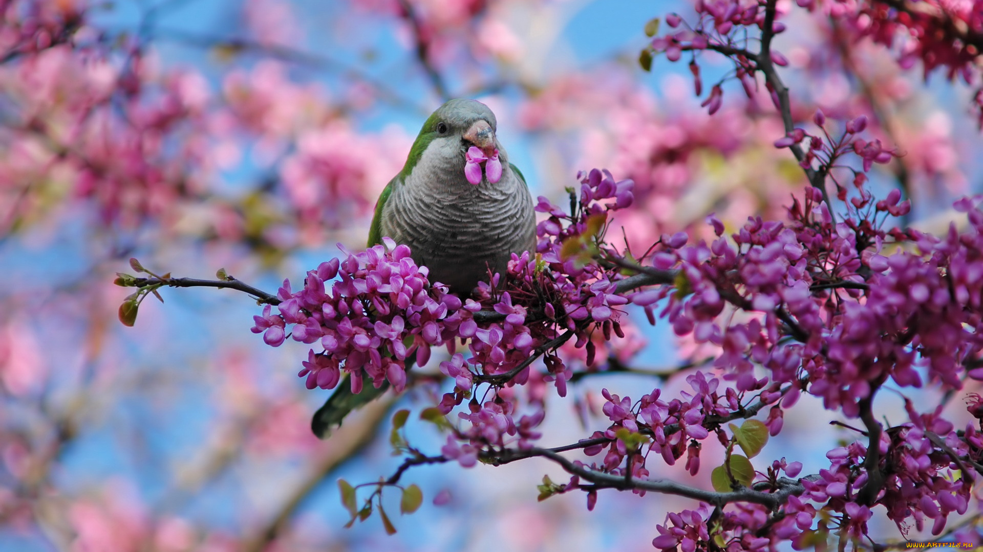 животные, попугаи, ветка, цветы, птица