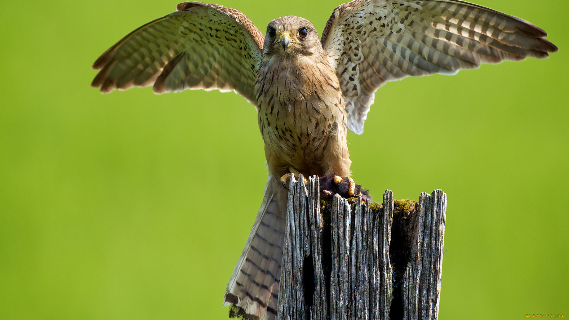 животные, птицы, хищники, крылья