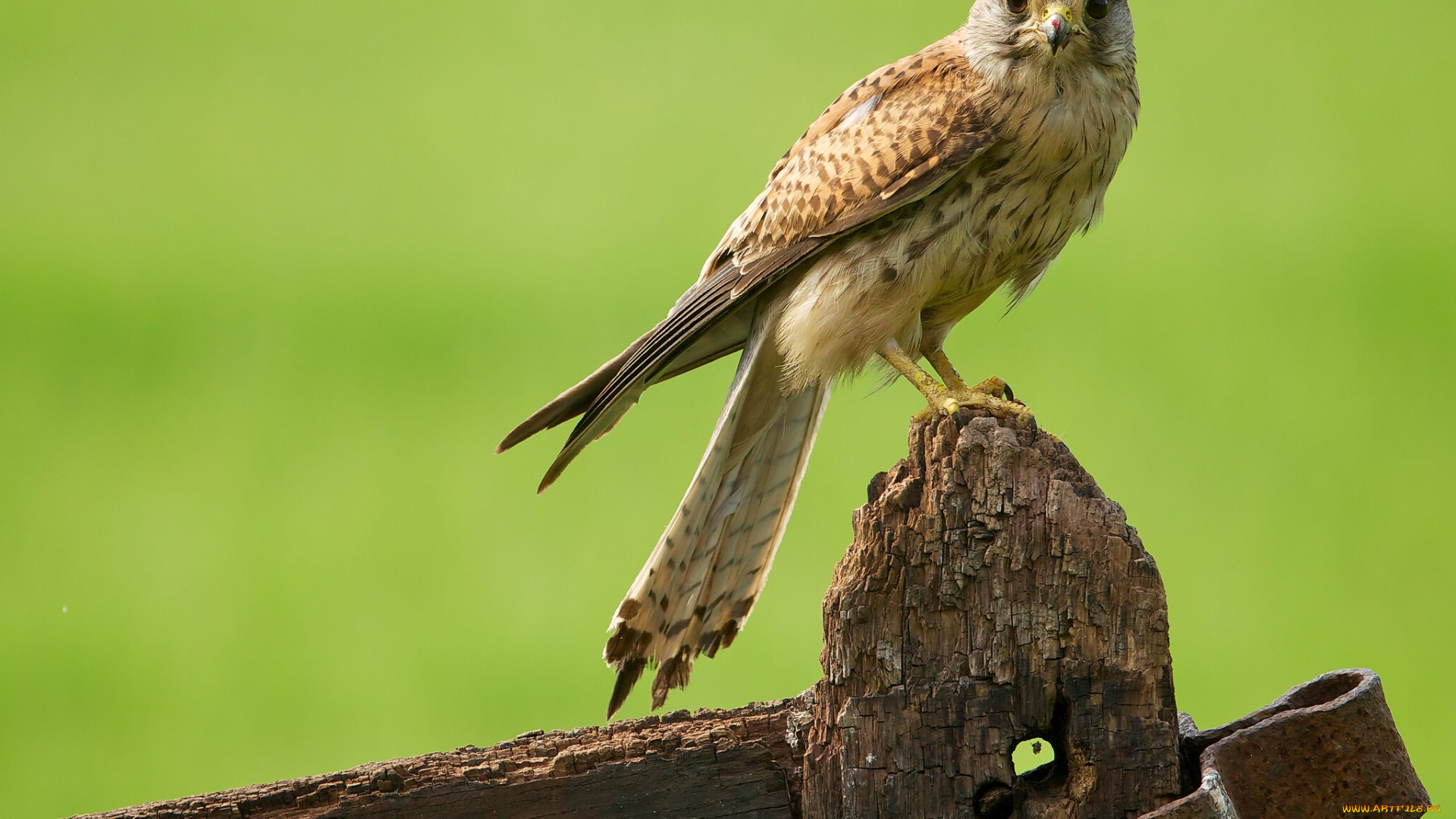 животные, птицы, хищники, железо