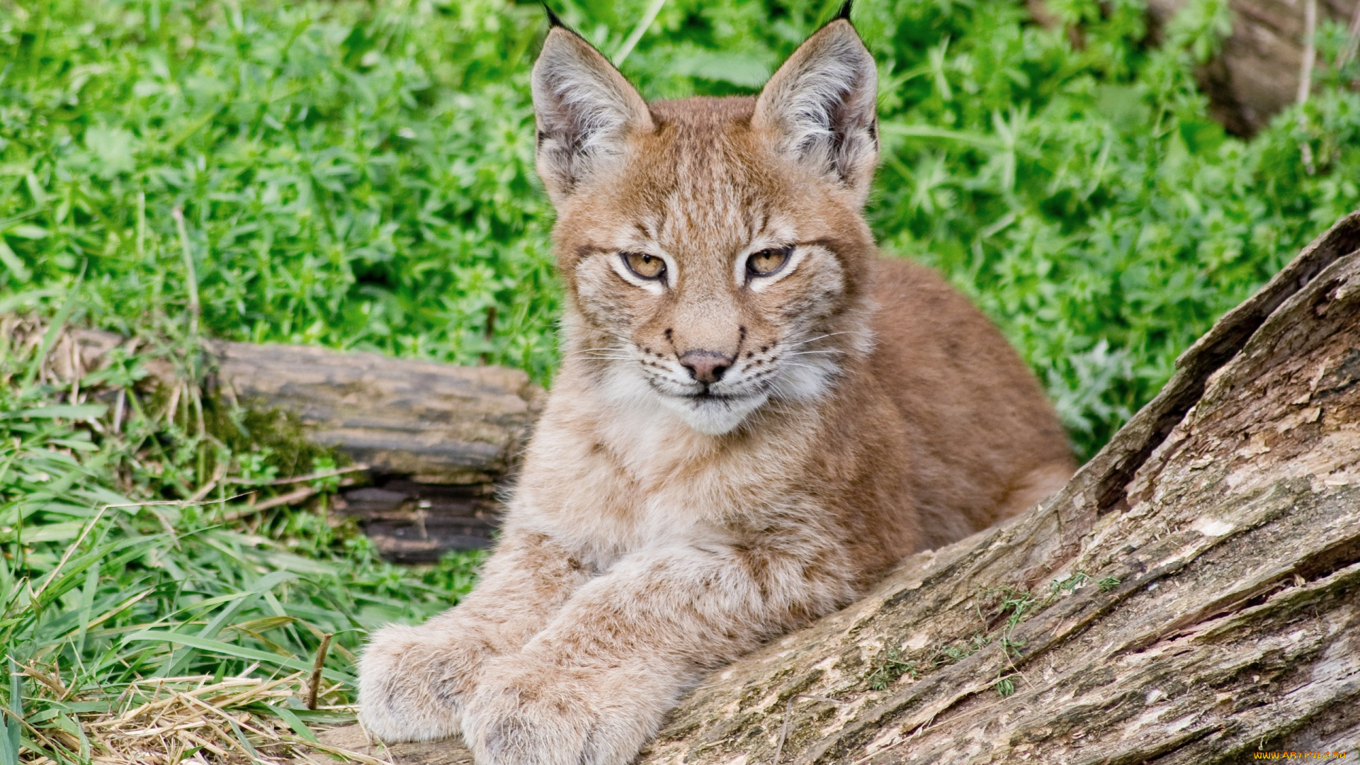 животные, рыси, рысенок, детеныш, подросток