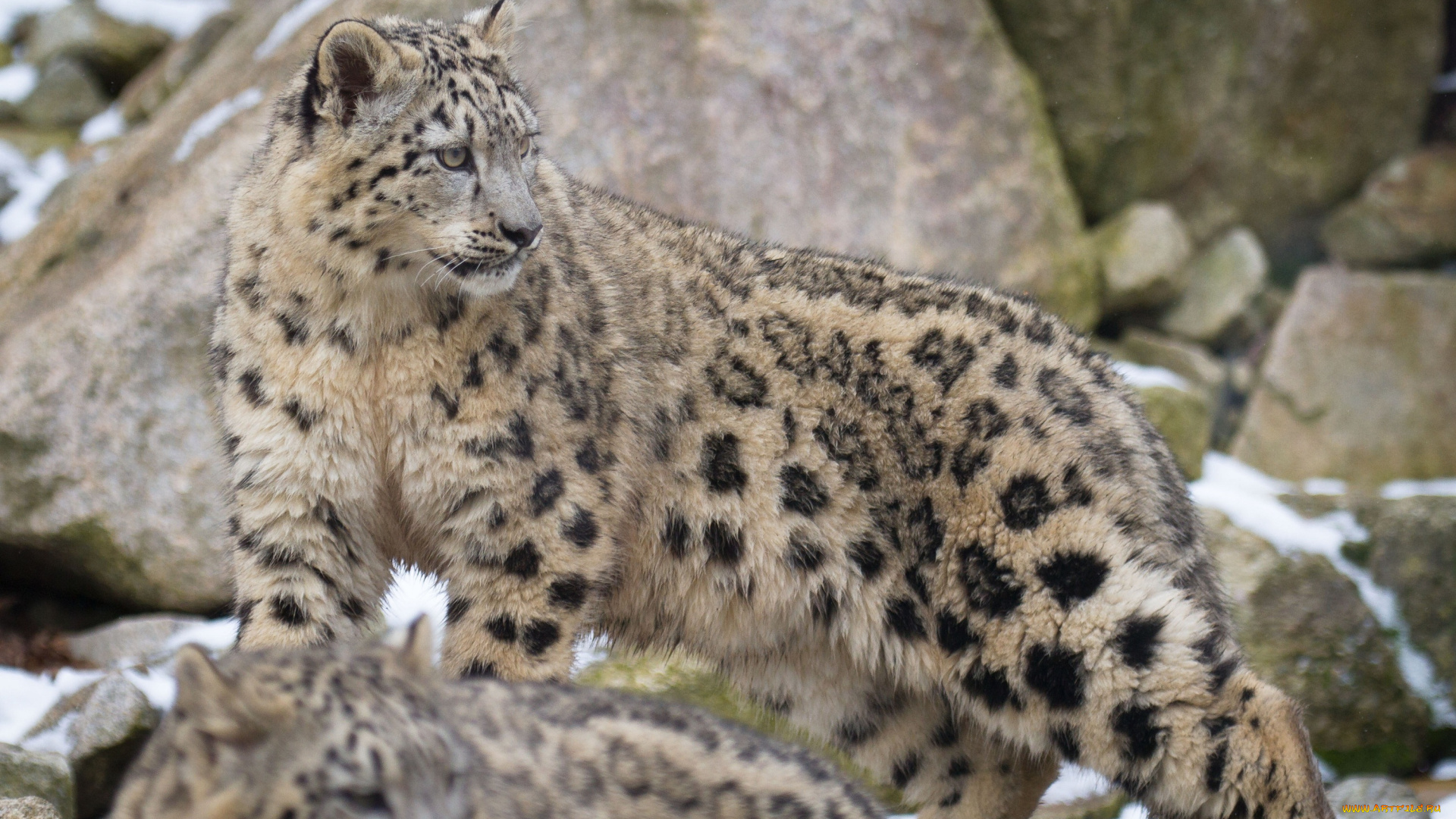 животные, снежный, барс, ирбис, барсы