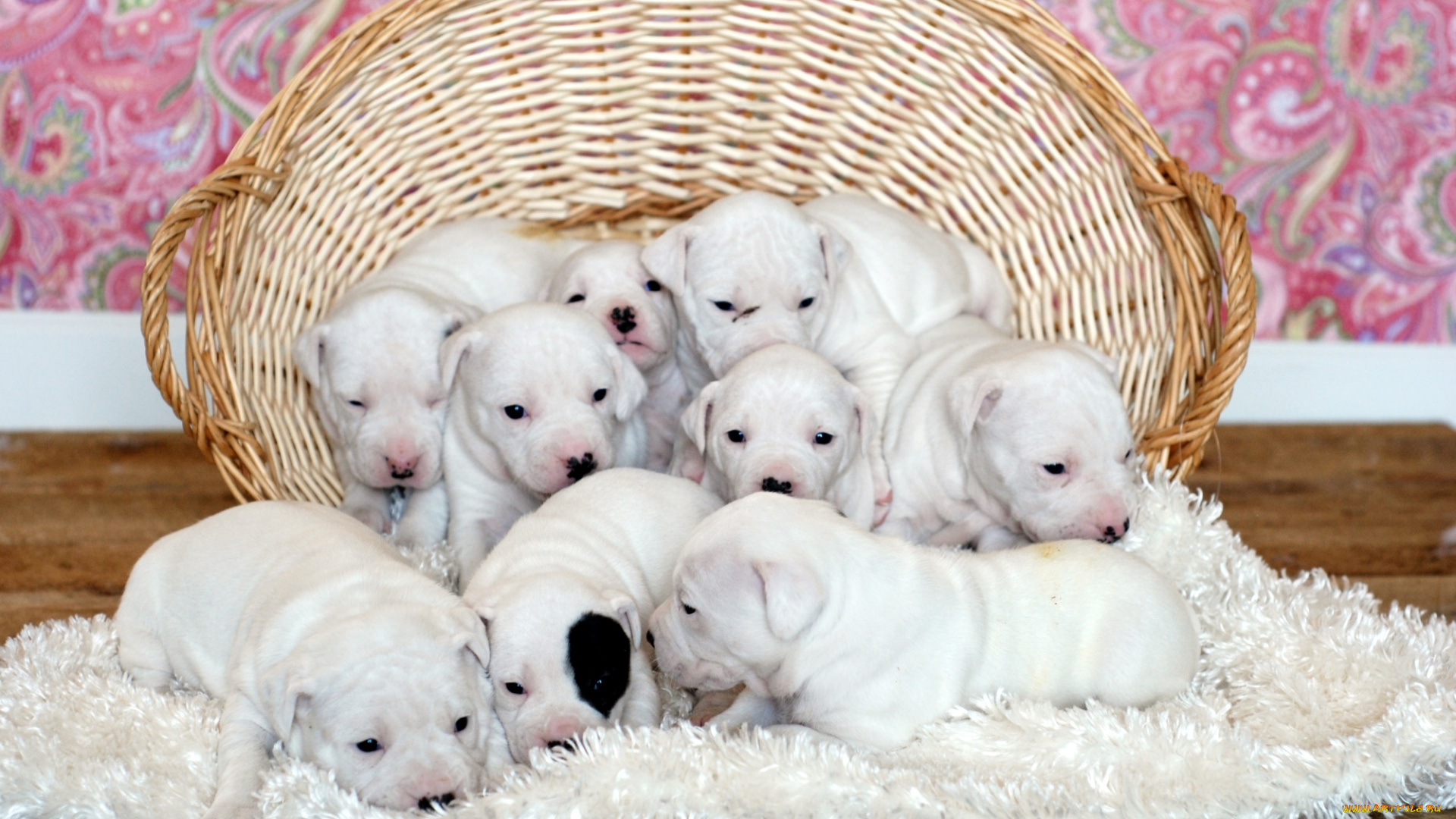 животные, собаки, корзина, щенки