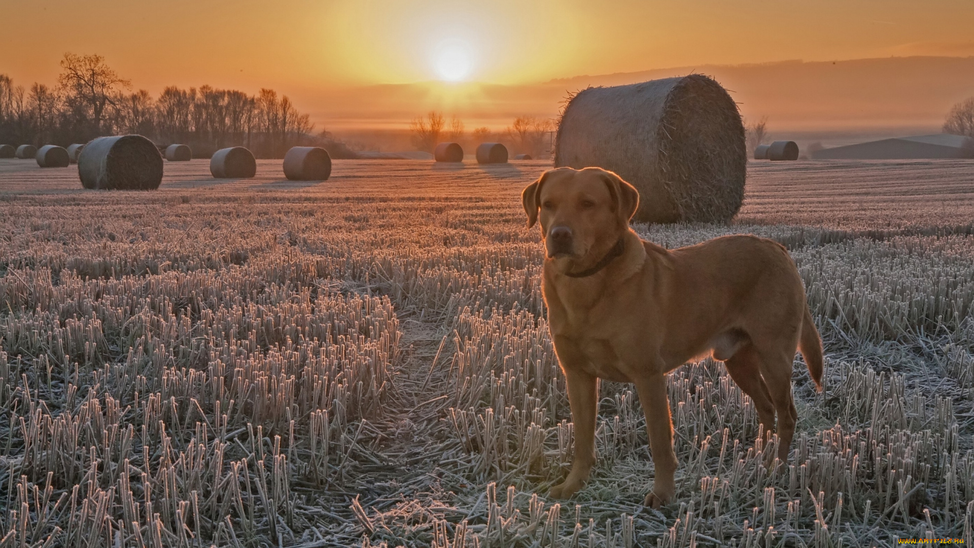 животные, собаки, поле, иней, жнивьё, закат