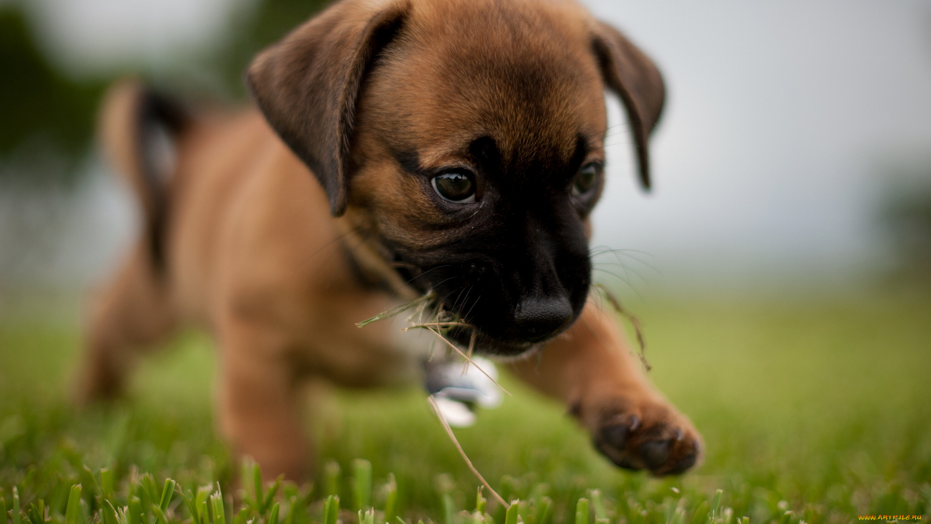 животные, собаки, щенок