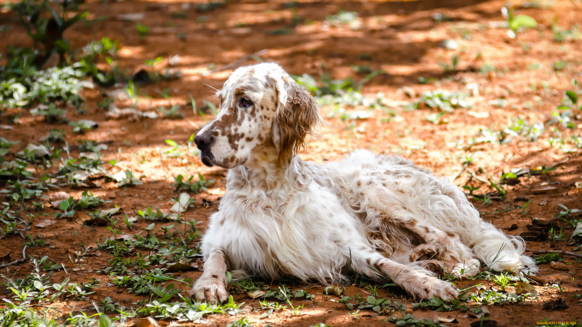 животные, собаки, собака, природа, english, setter