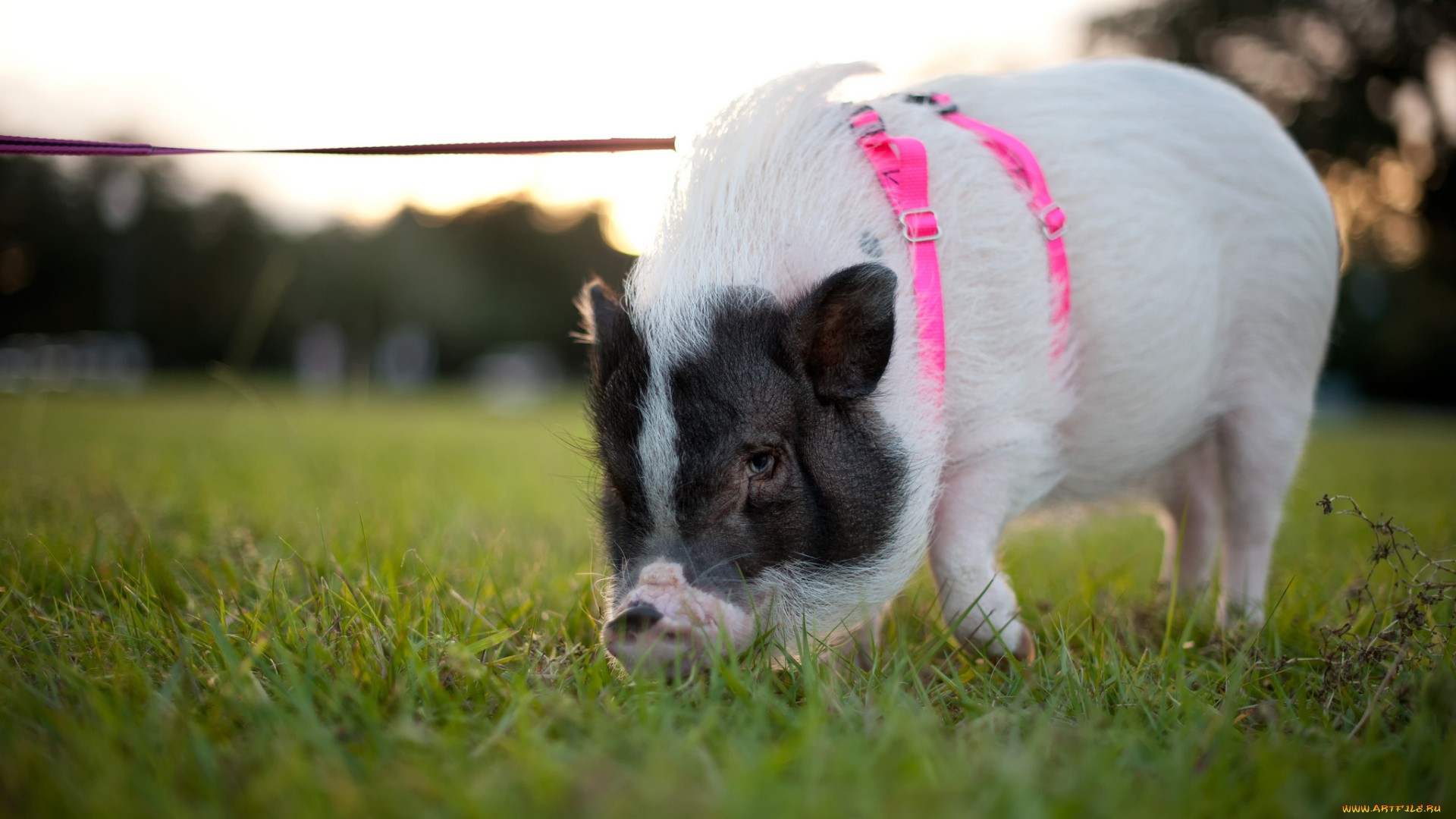 животные, свиньи, кабаны, поводок, прогулка