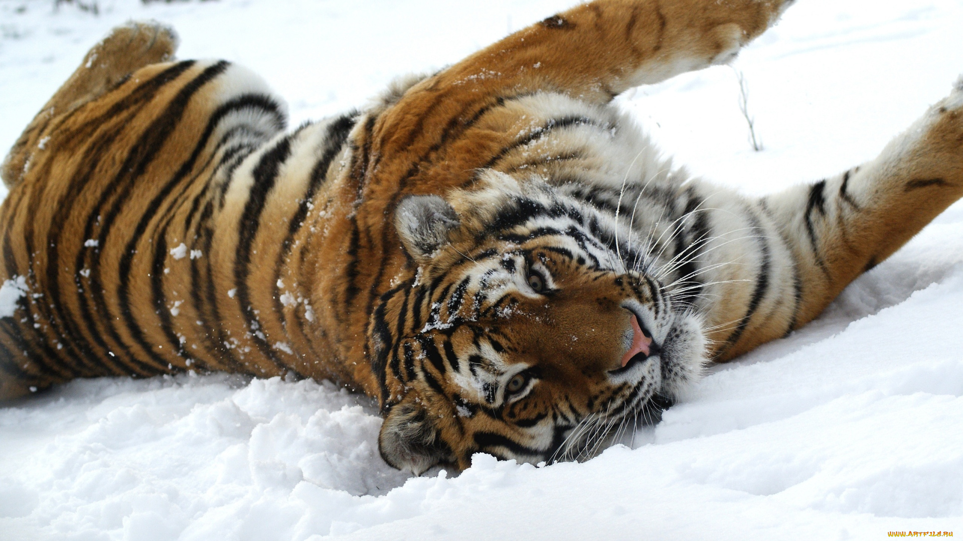 животные, тигры, тигр, кошка, снег