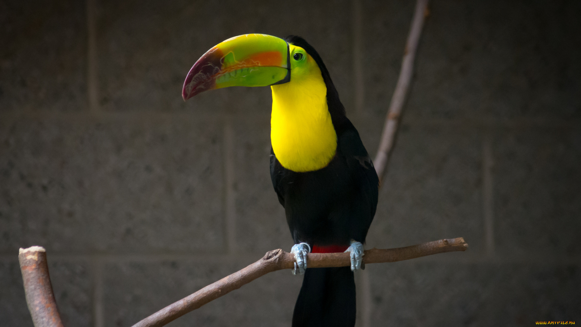 животные, туканы, птица