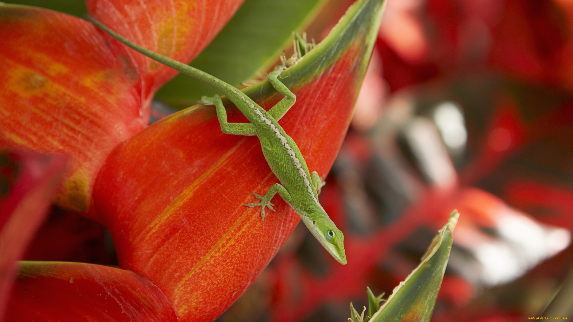 животные, Ящерицы, игуаны, вараны, листья, ящерица