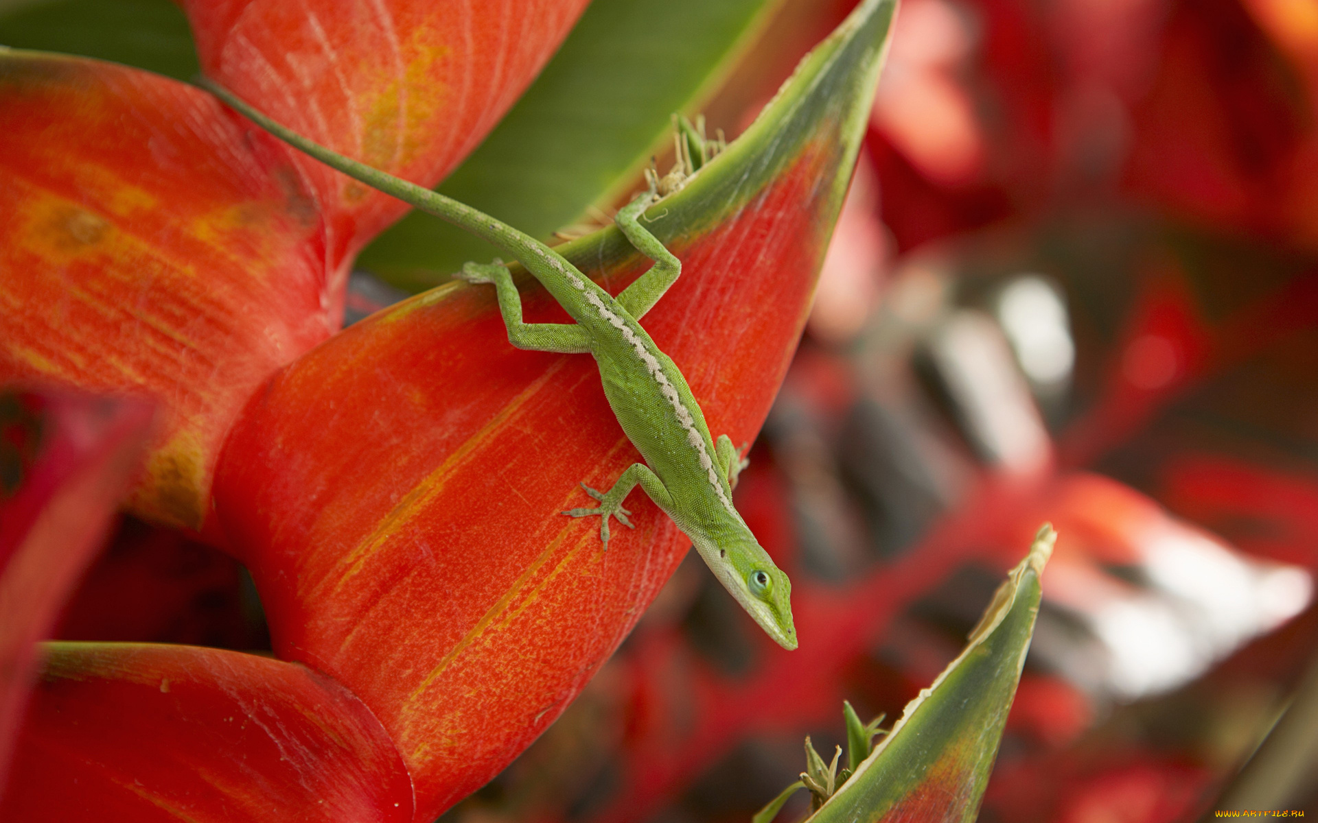 животные, Ящерицы, игуаны, вараны, листья, ящерица