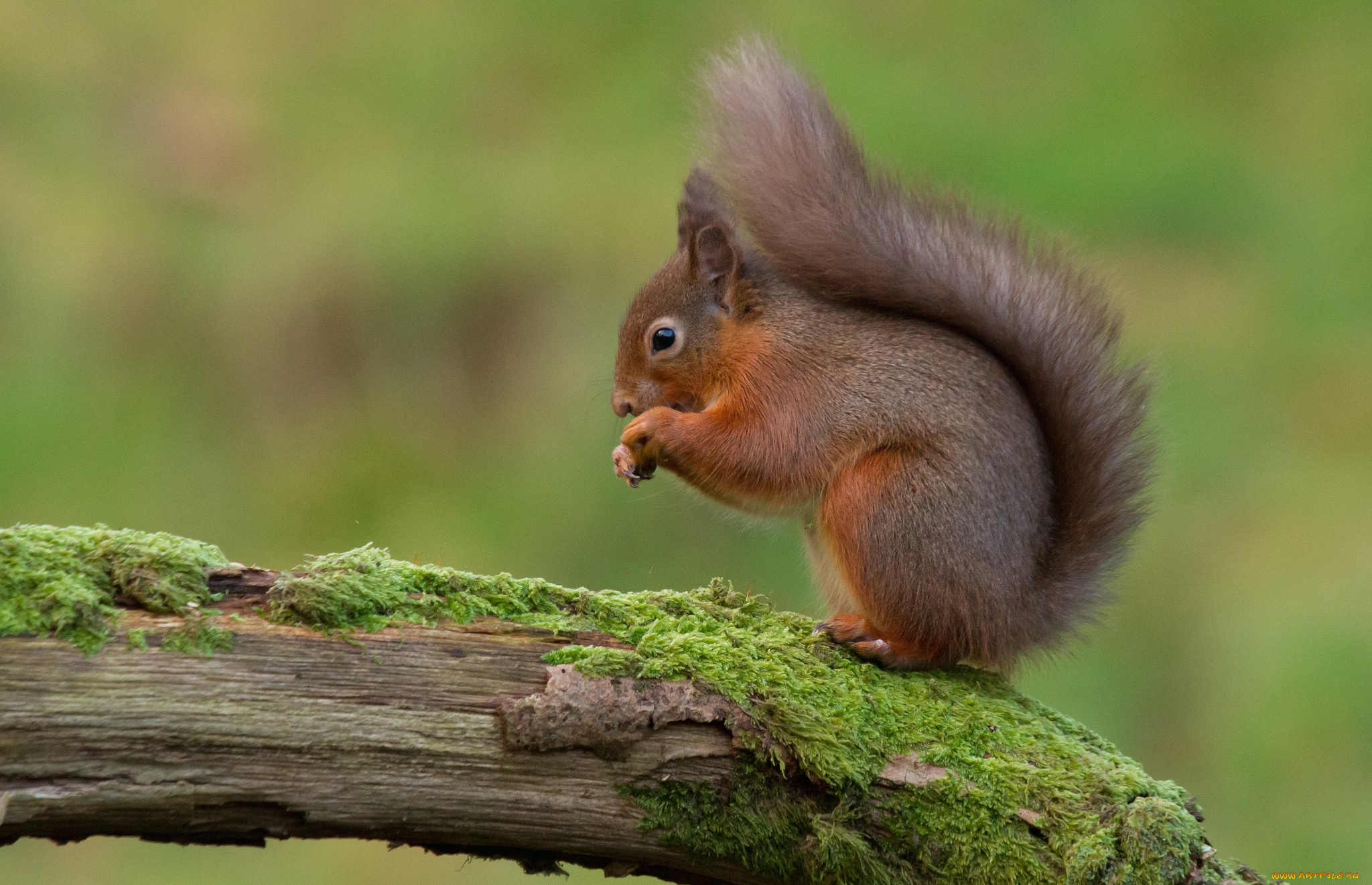 животные, белки, зверек, хвост