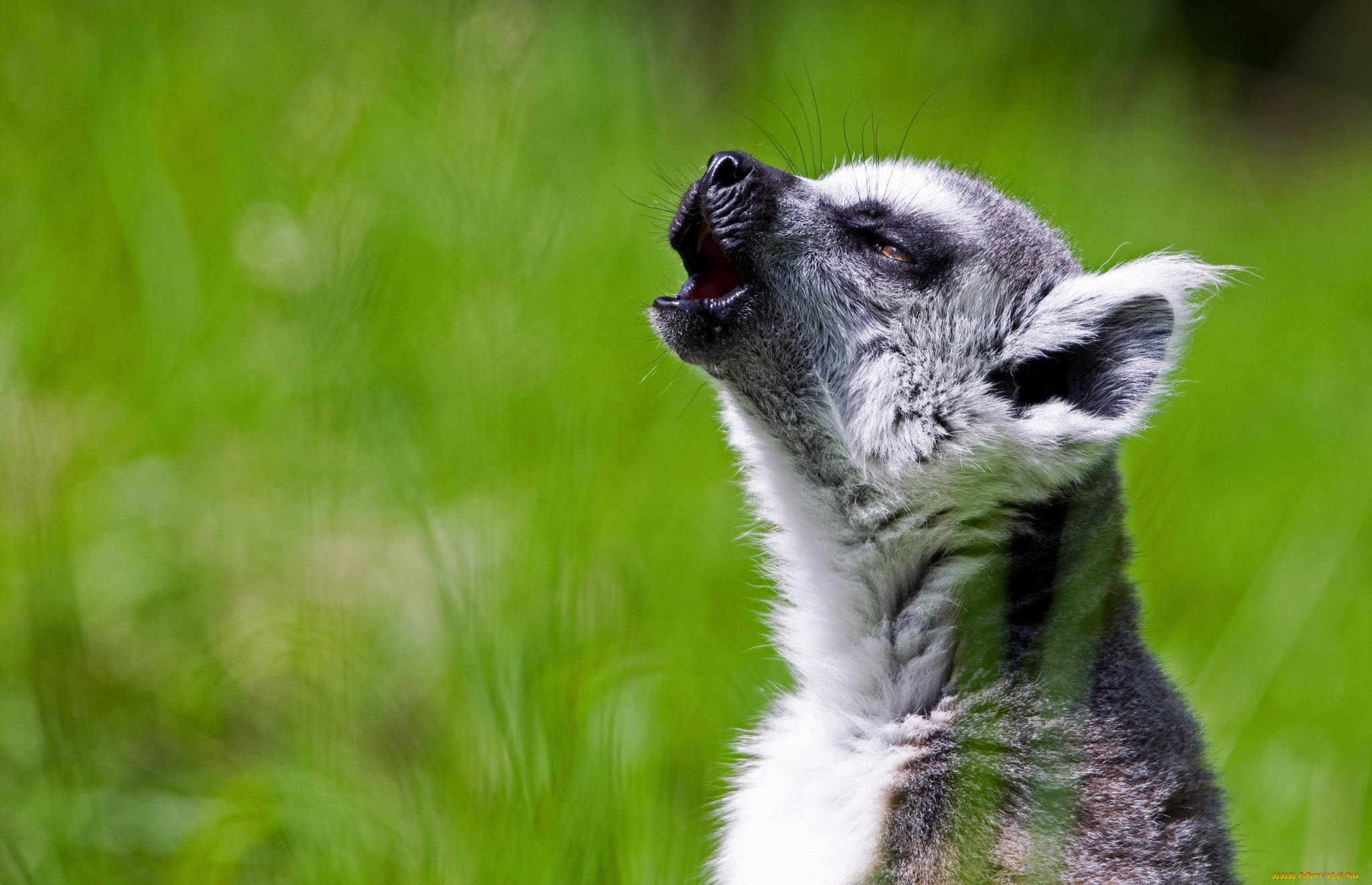 животные, лемуры, певец