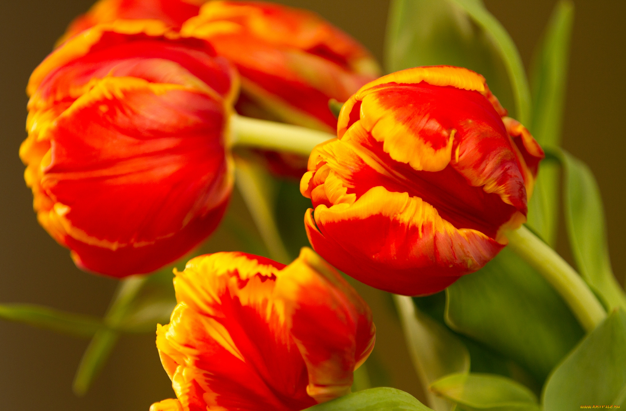 цветы, тюльпаны, макро, бутоны