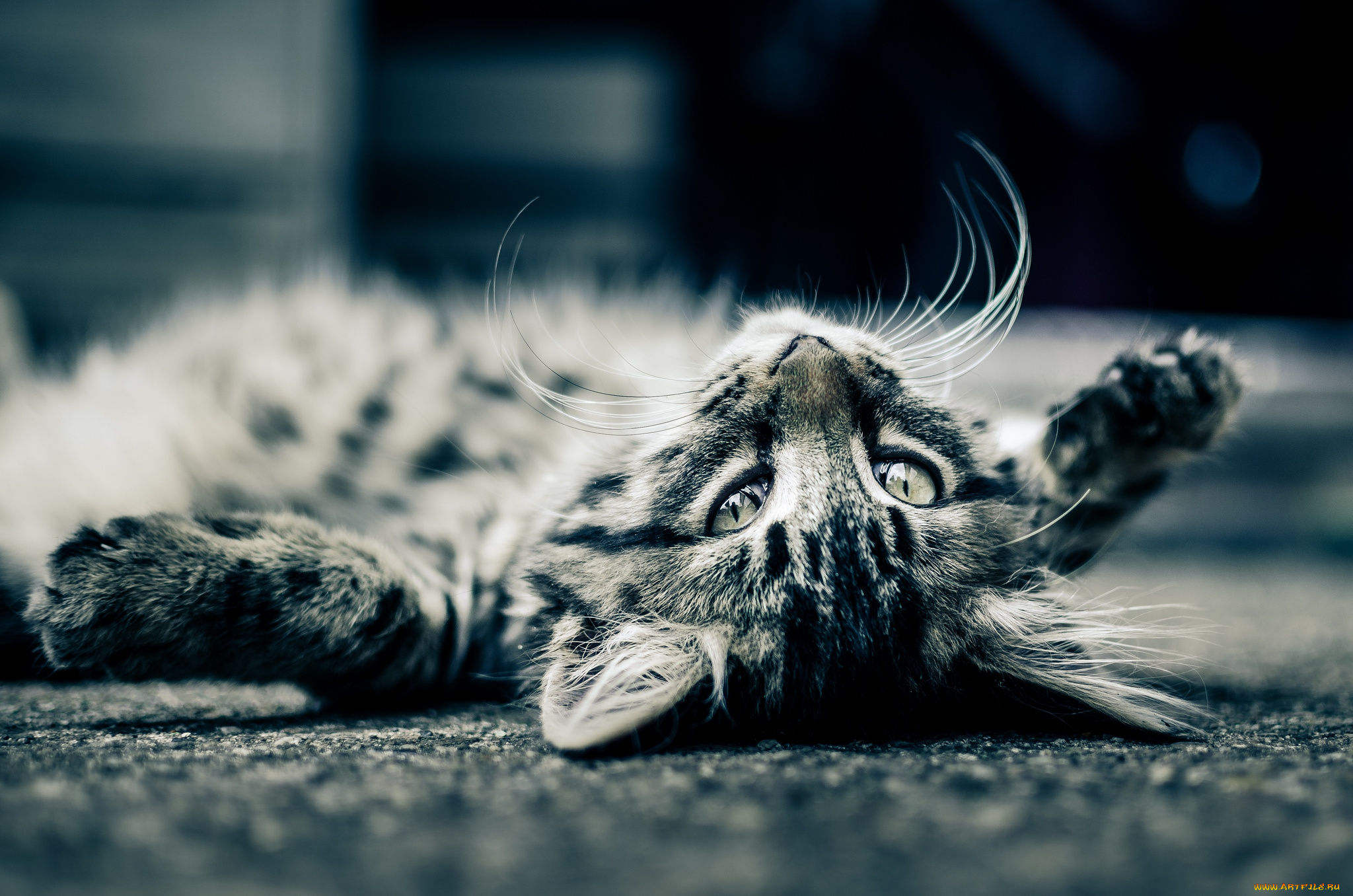 животные, коты, котейка, балдеж