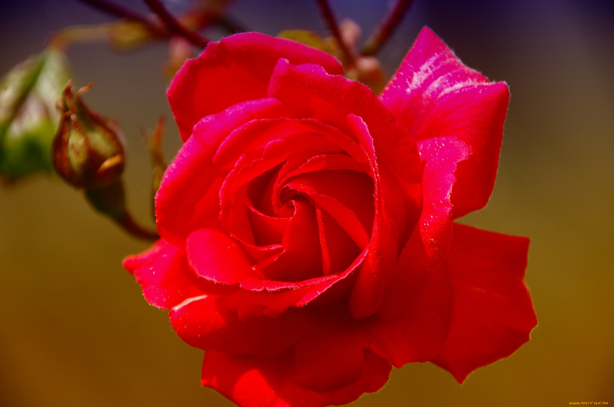 цветы, розы, макро