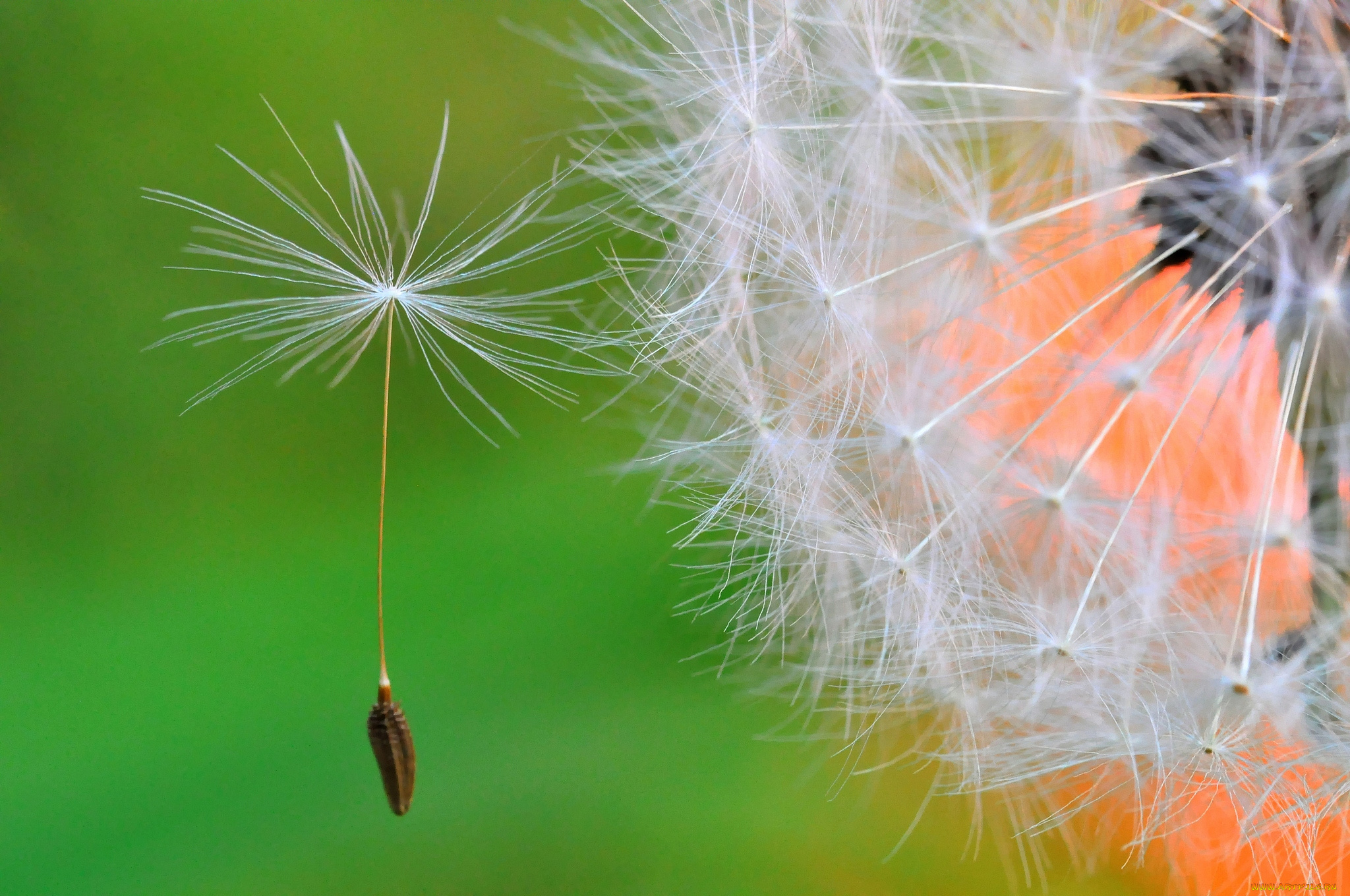 цветы, одуванчики, одуван, макро, парашютик