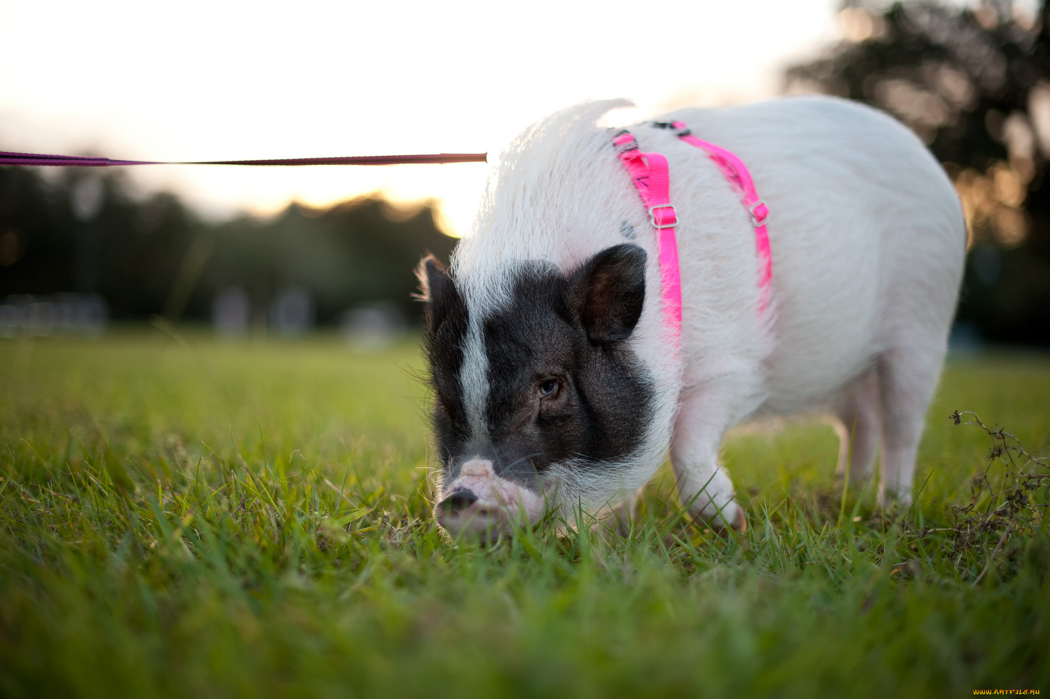 животные, свиньи, кабаны, поводок, прогулка