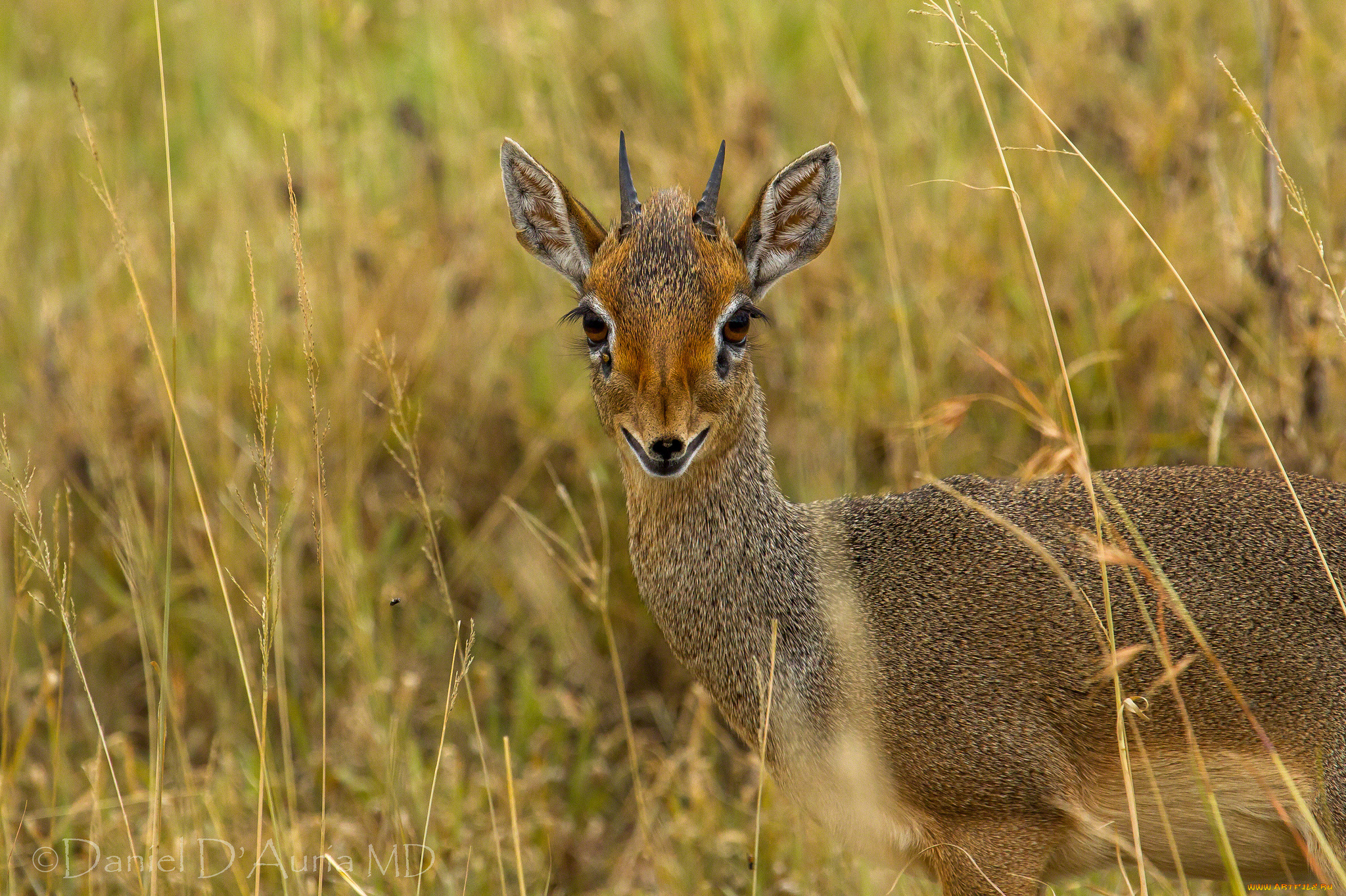 животные, антилопы, глаза, антилопа, дик-дик