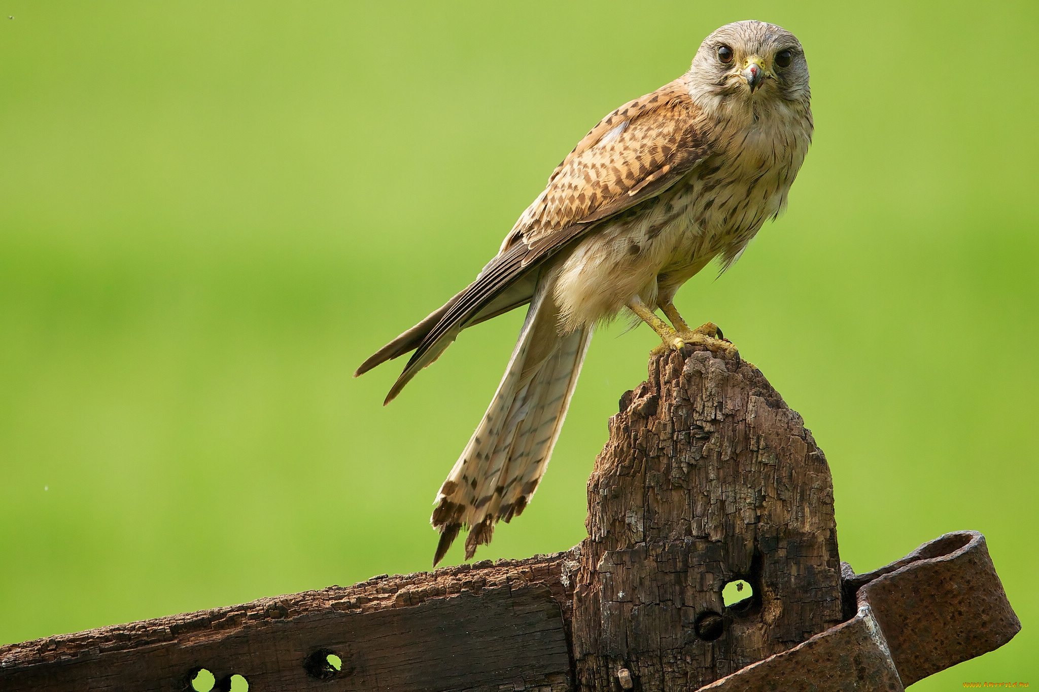 животные, птицы, хищники, железо