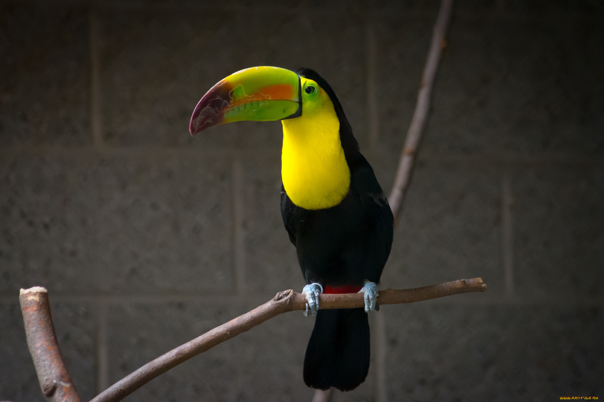 животные, туканы, птица