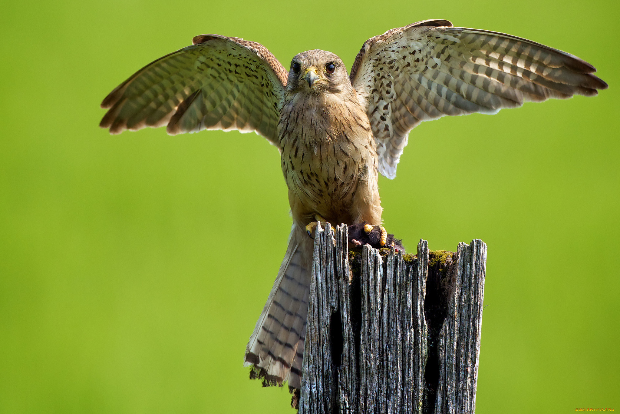 животные, птицы, хищники, крылья