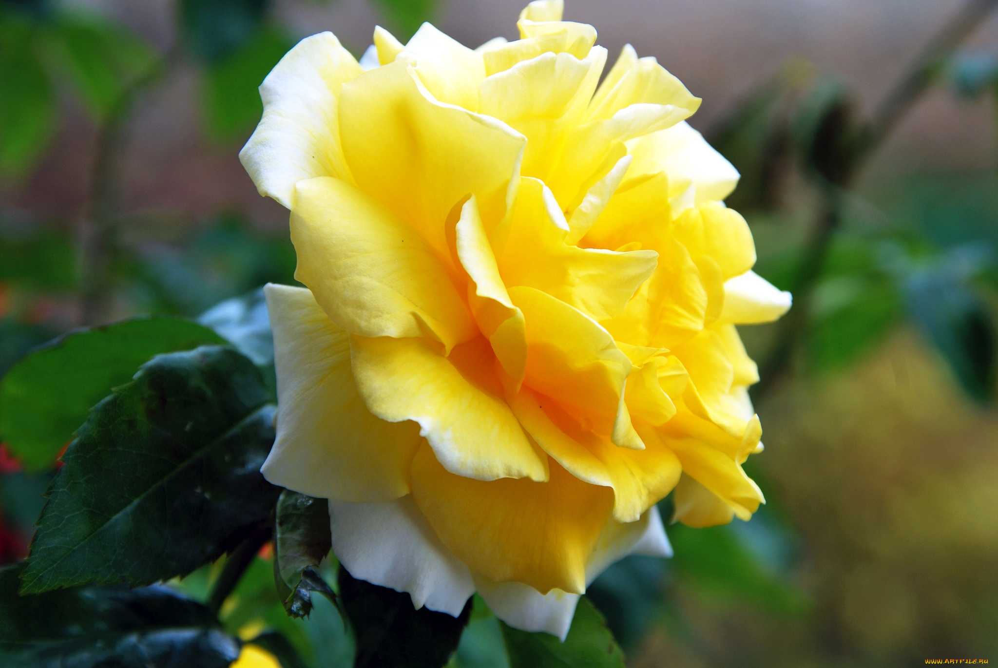 цветы, розы, желтый