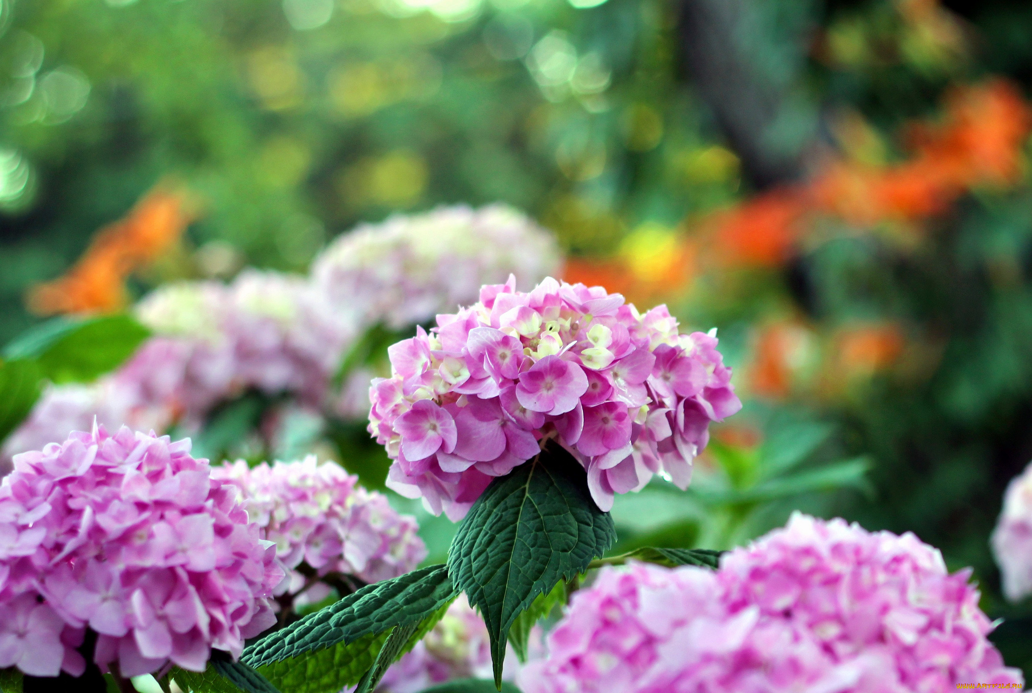 цветы, гортензия, боке, соцветие