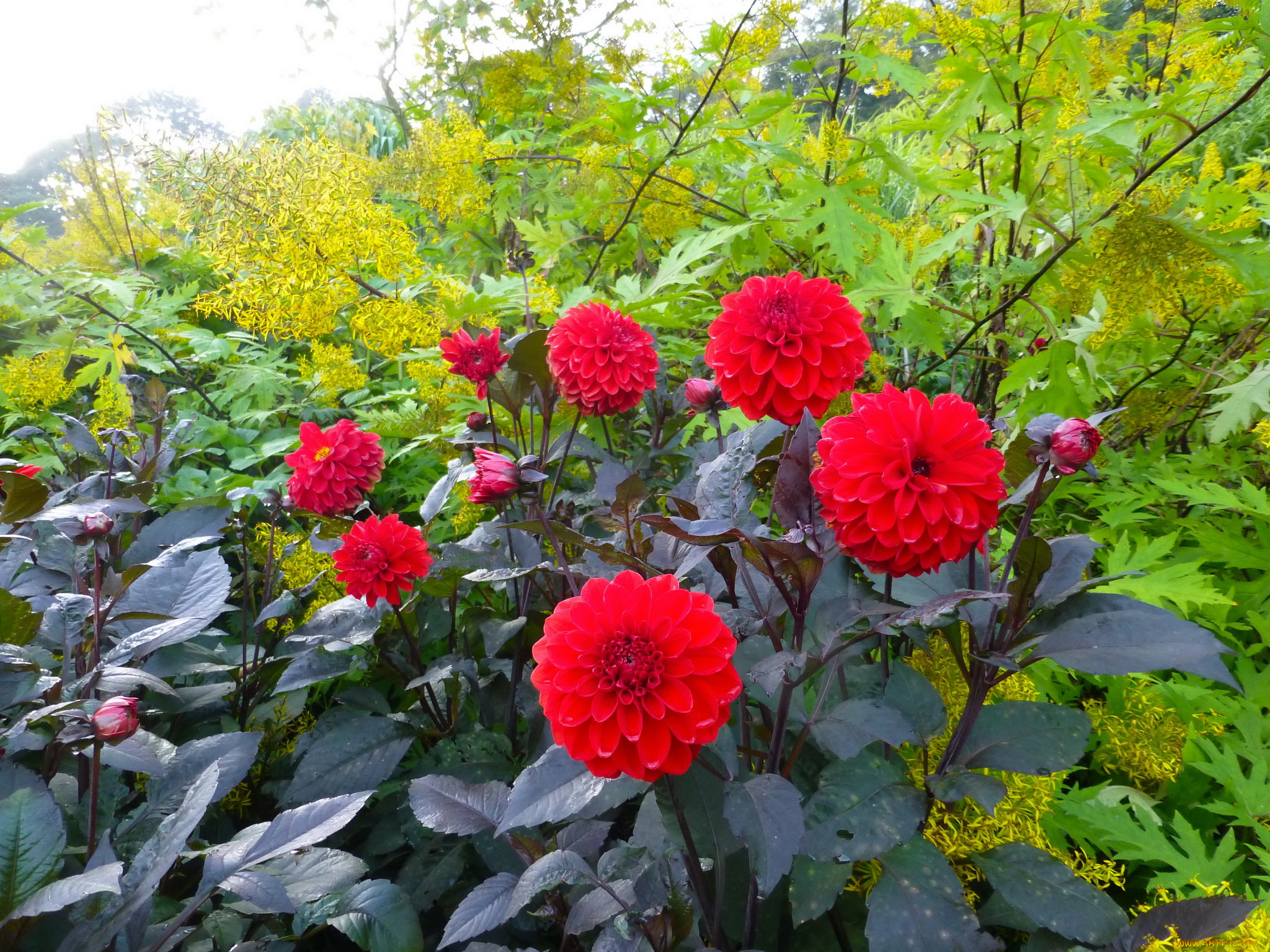 цветы, георгины