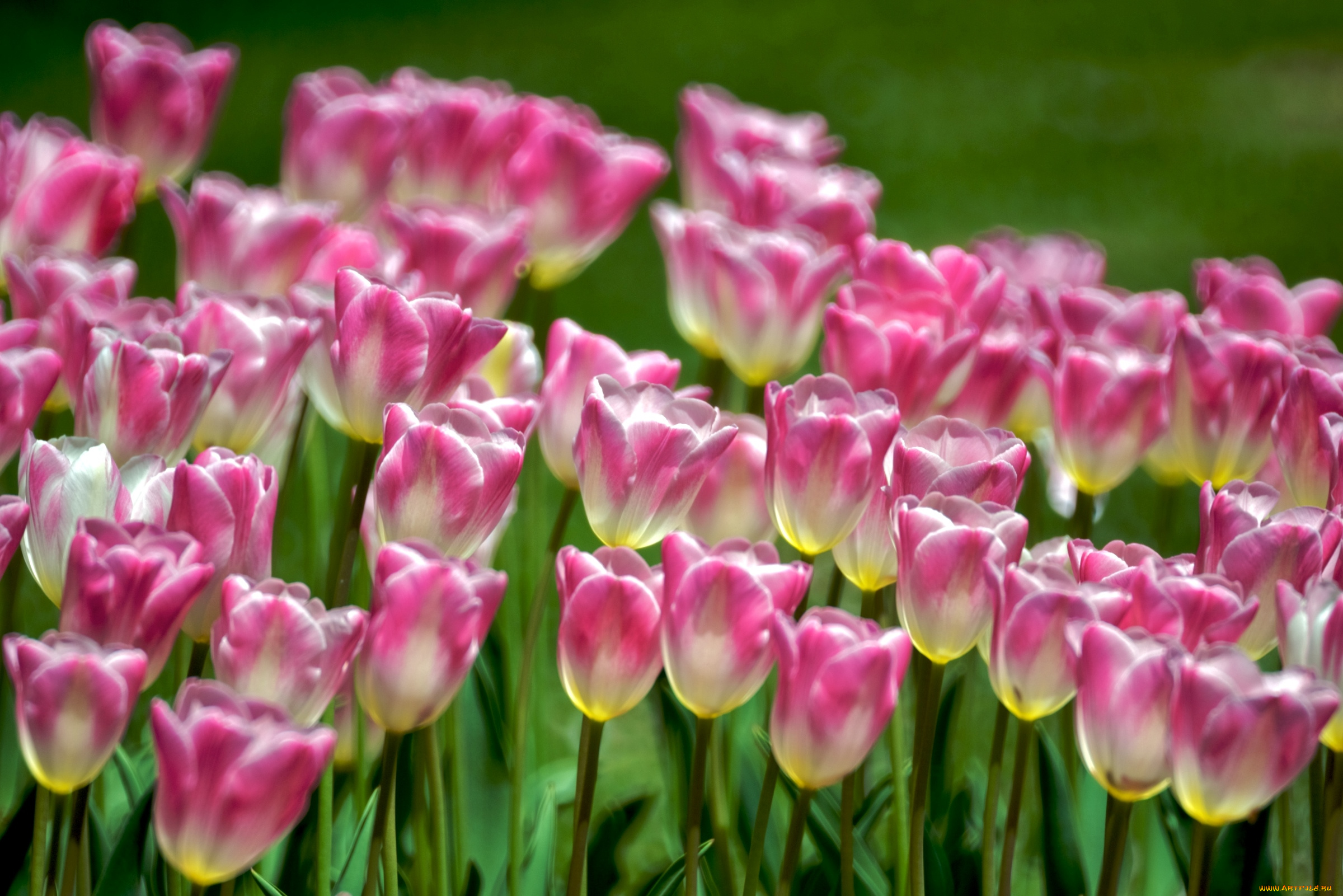 цветы, тюльпаны, пестрый