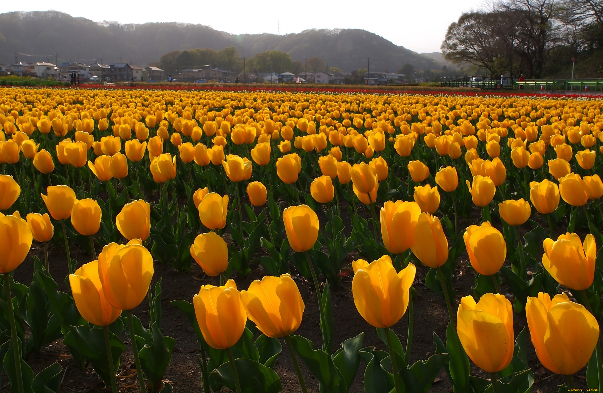 цветы, тюльпаны, пле