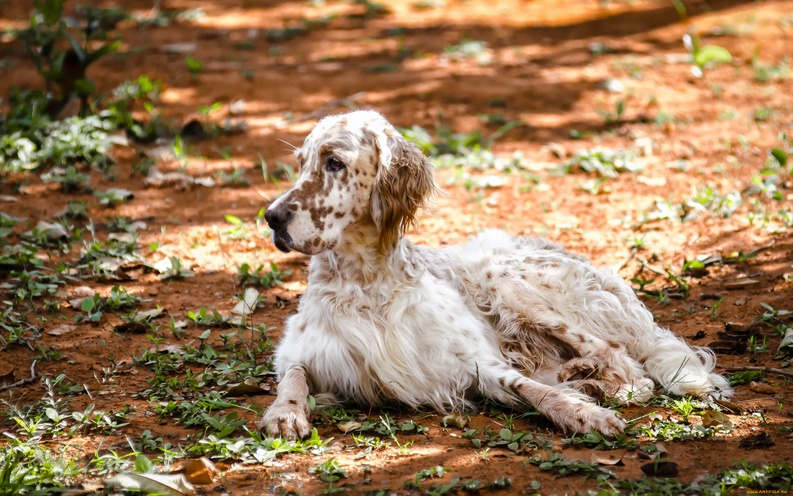 животные, собаки, собака, природа, english, setter