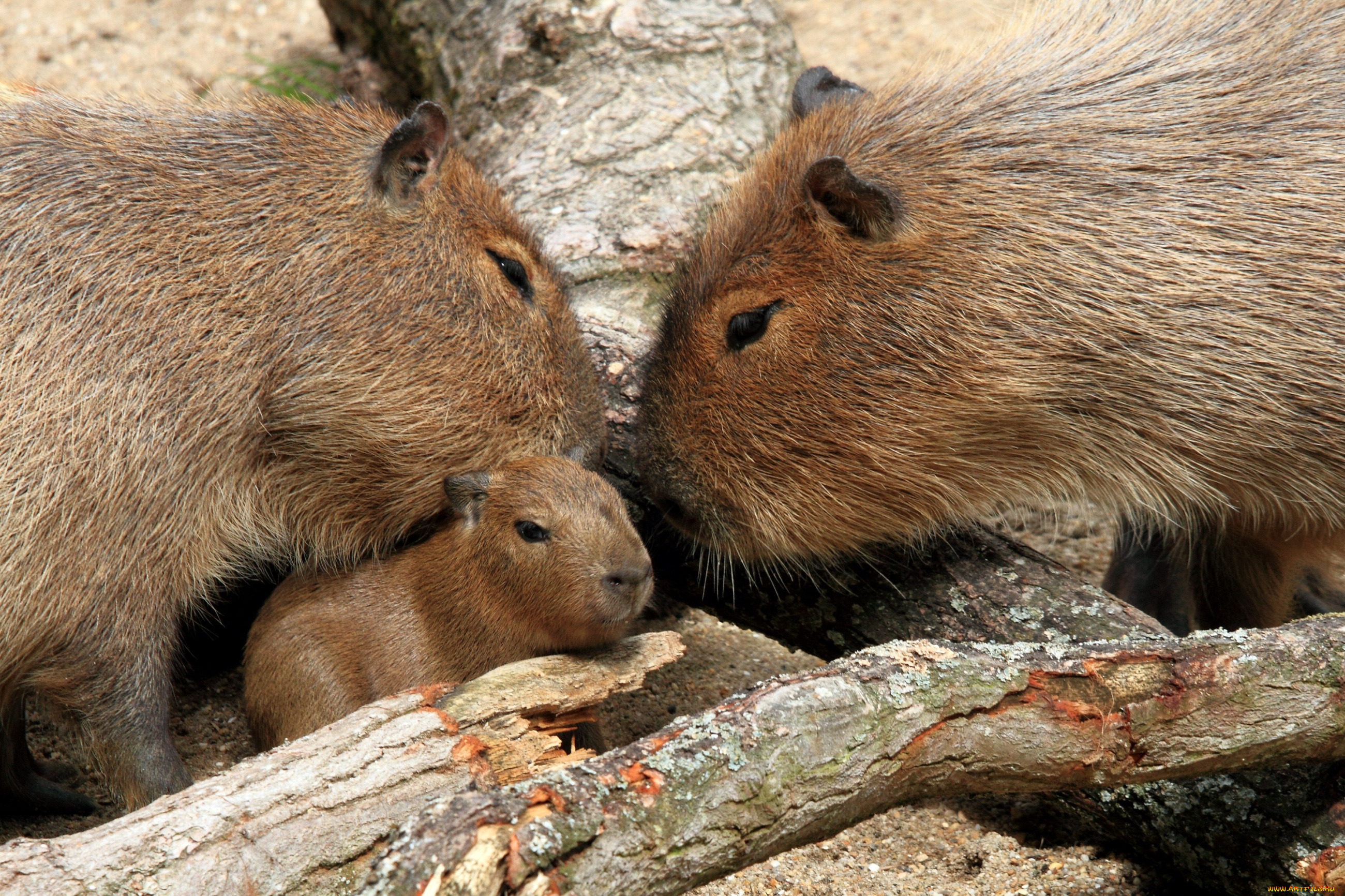 животные, капибары, семья