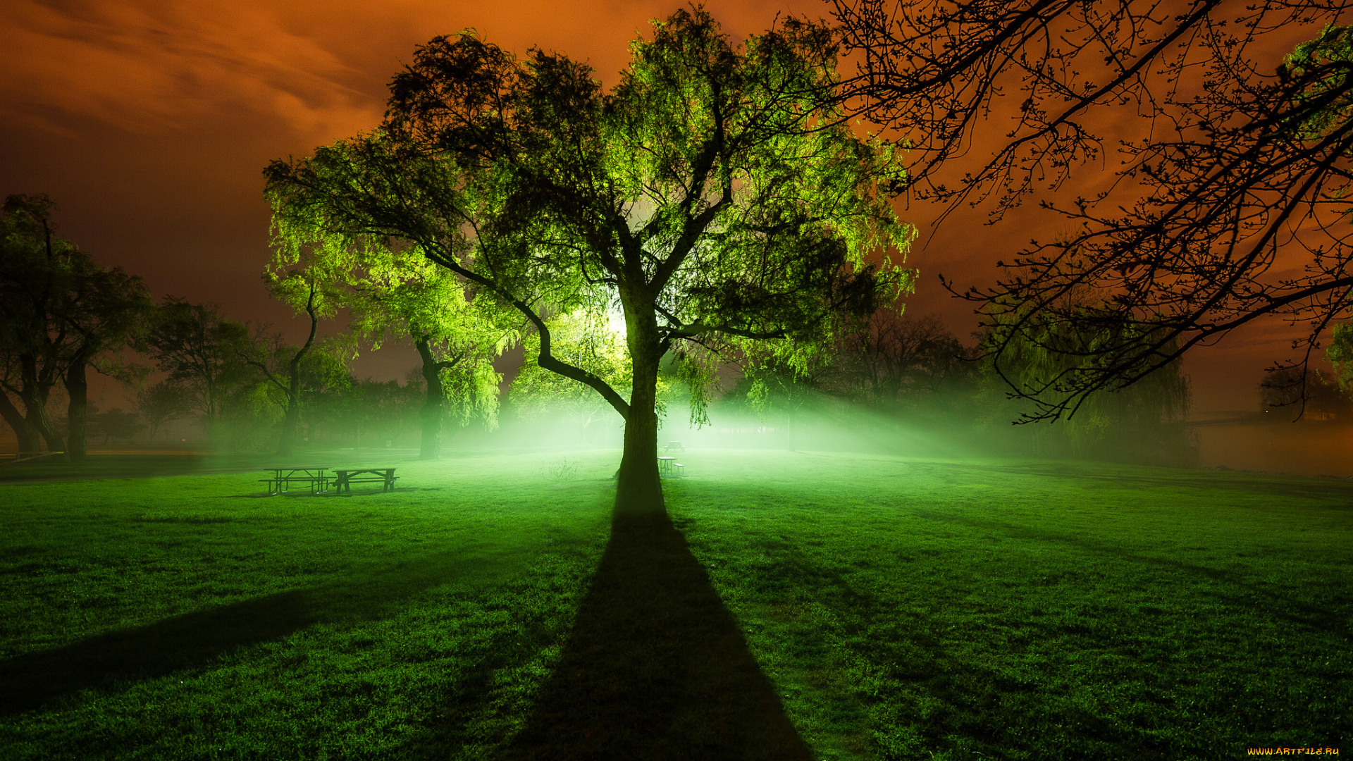 природа, деревья, газон, поляна, дерево, свет, ореол