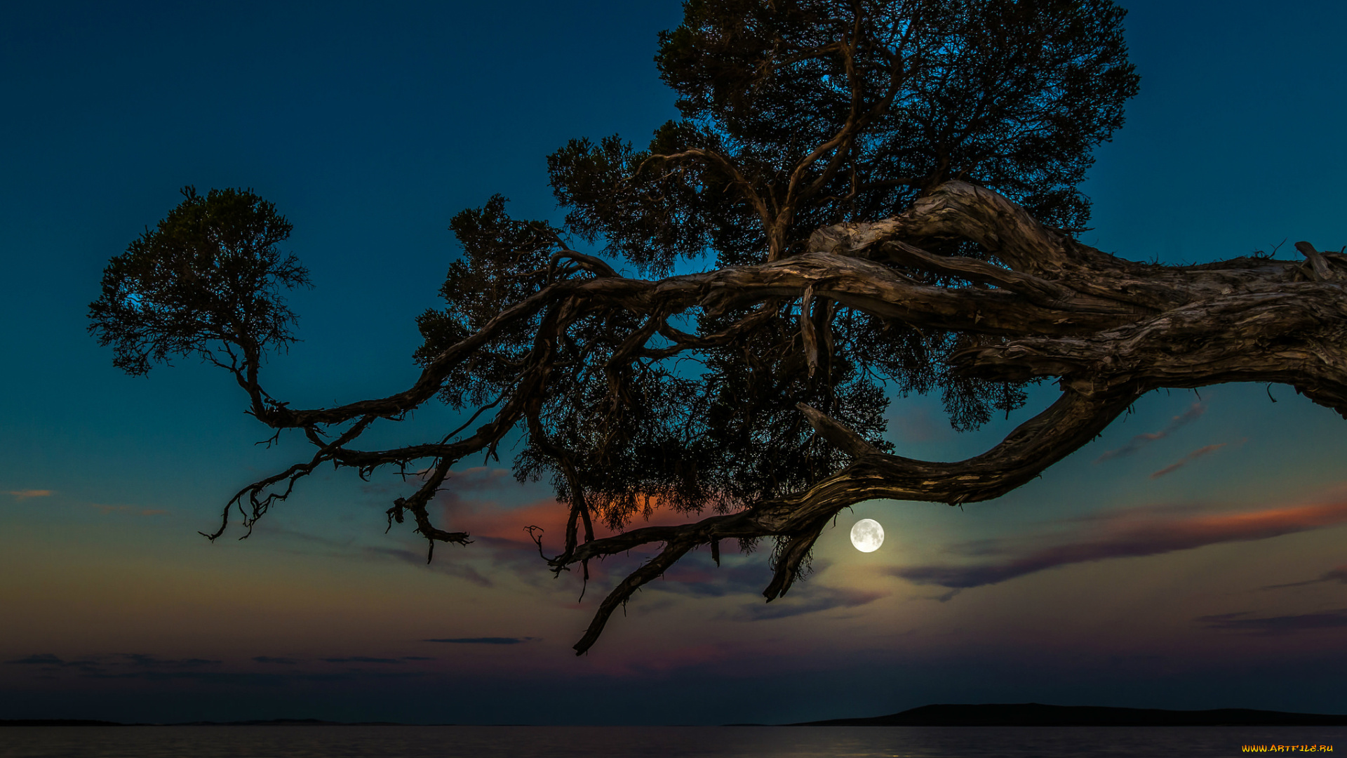 природа, деревья, море, небо, луна, дерево, ночь