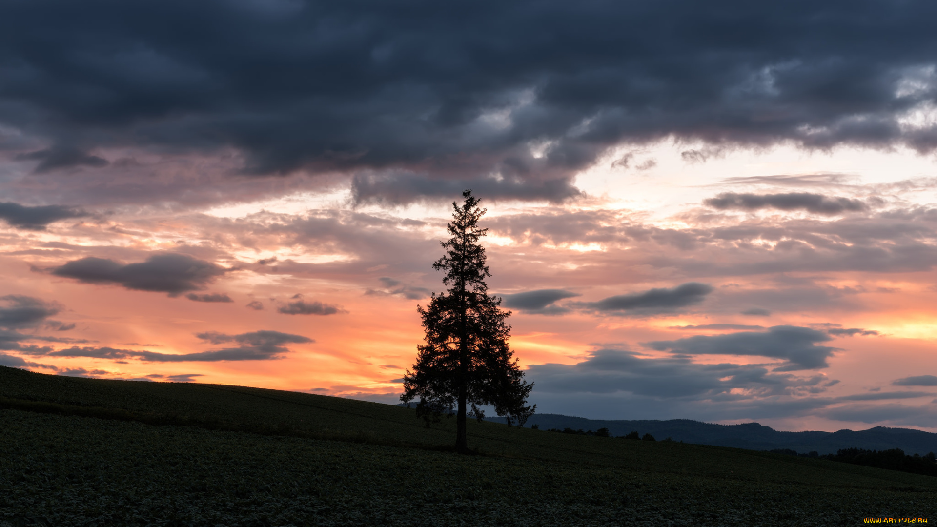 природа, деревья, облака, ель, вечер, небо