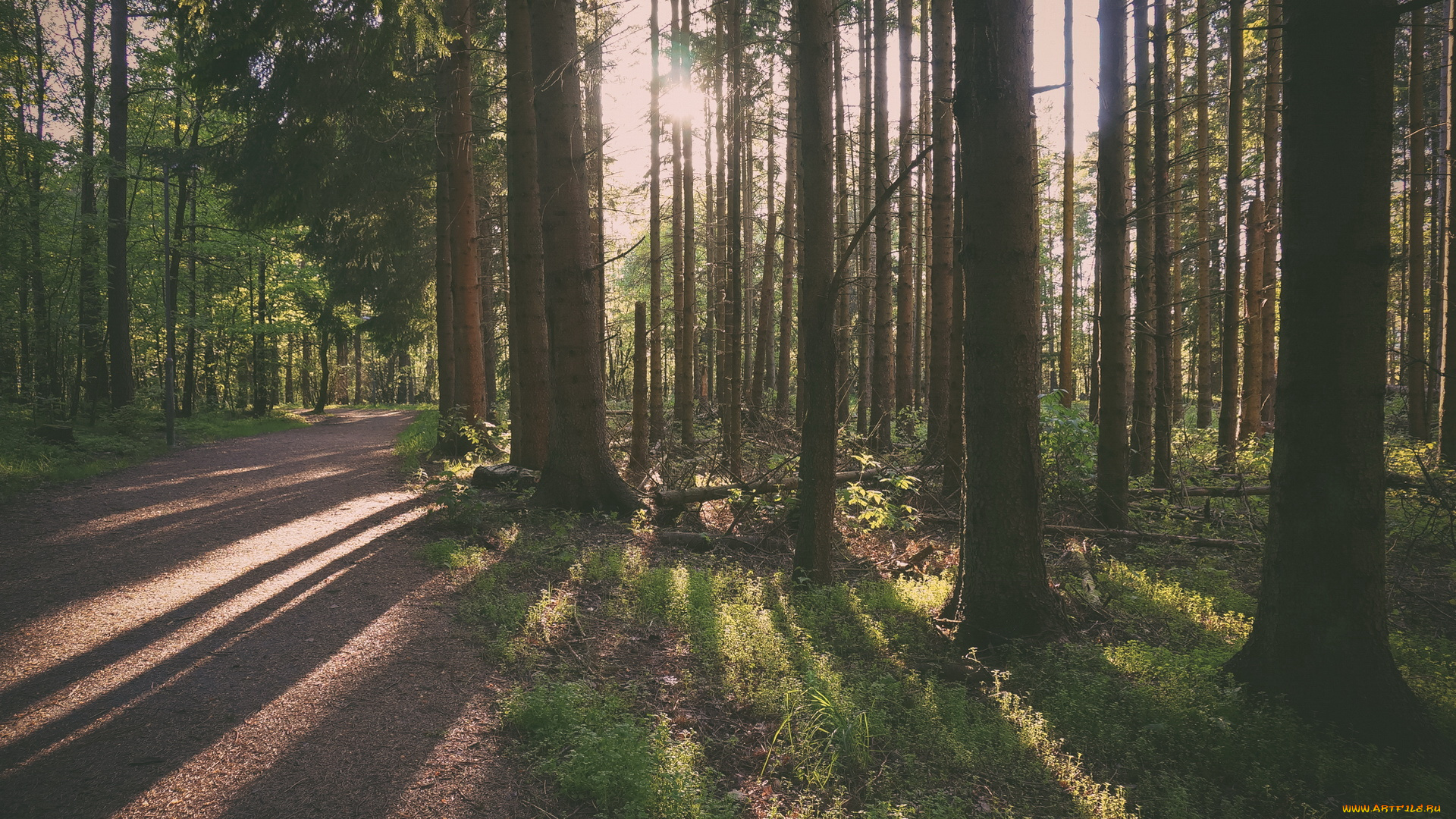 природа, дороги, деревья, лучи, лес