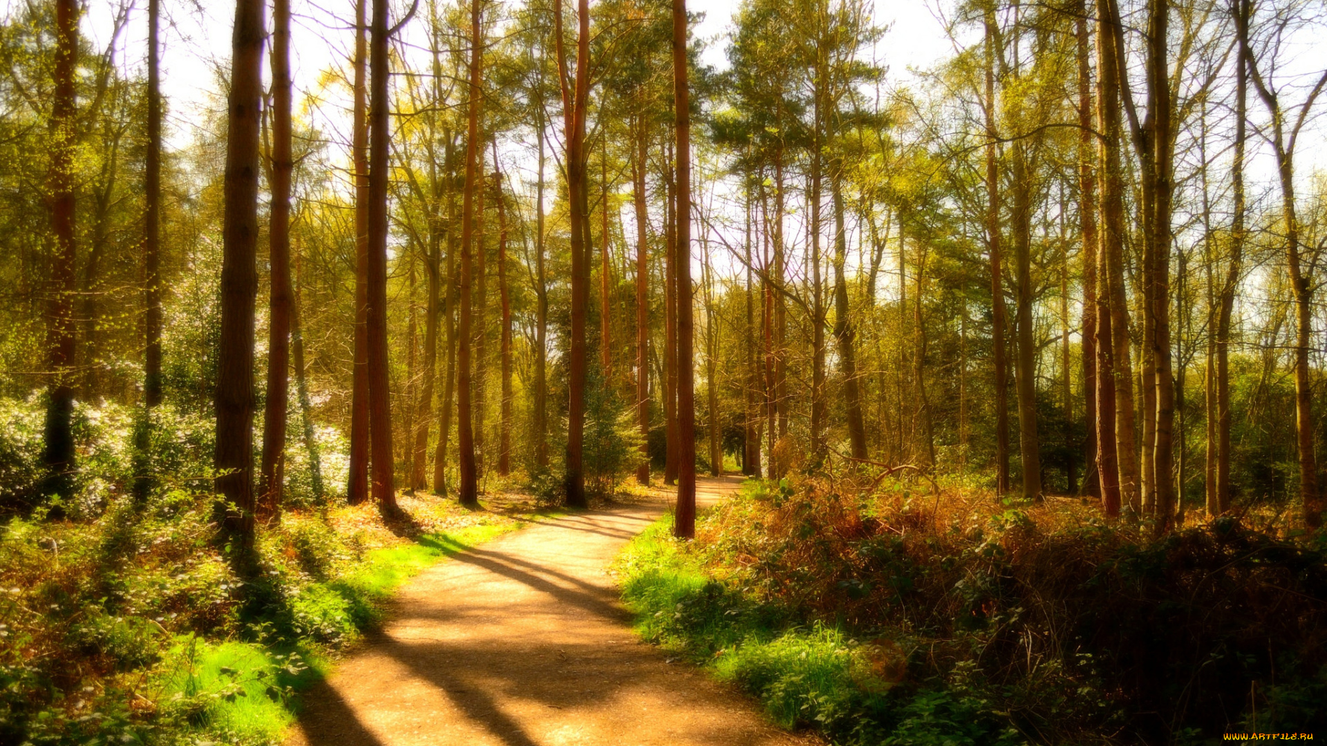 природа, дороги, деревья, солнечно, лес