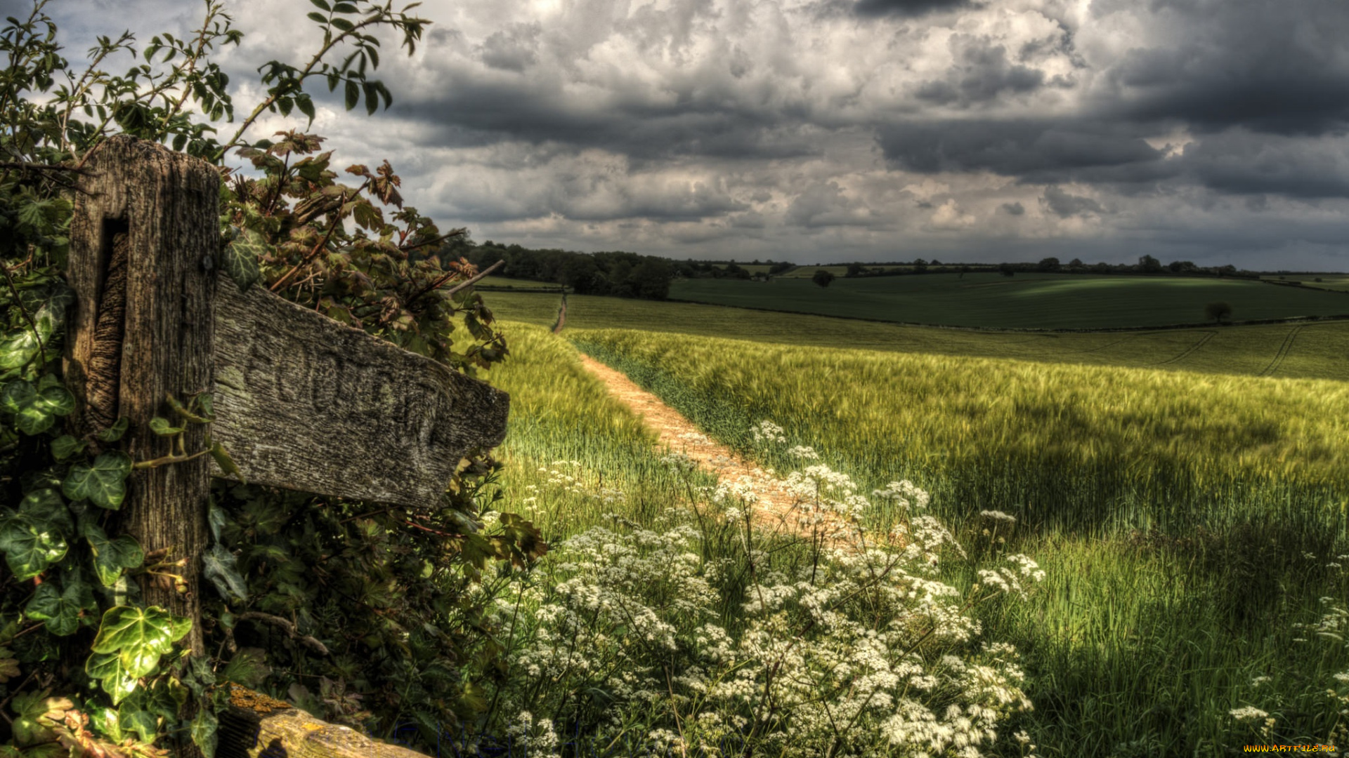 природа, дороги, грунтовка, рожь, поле