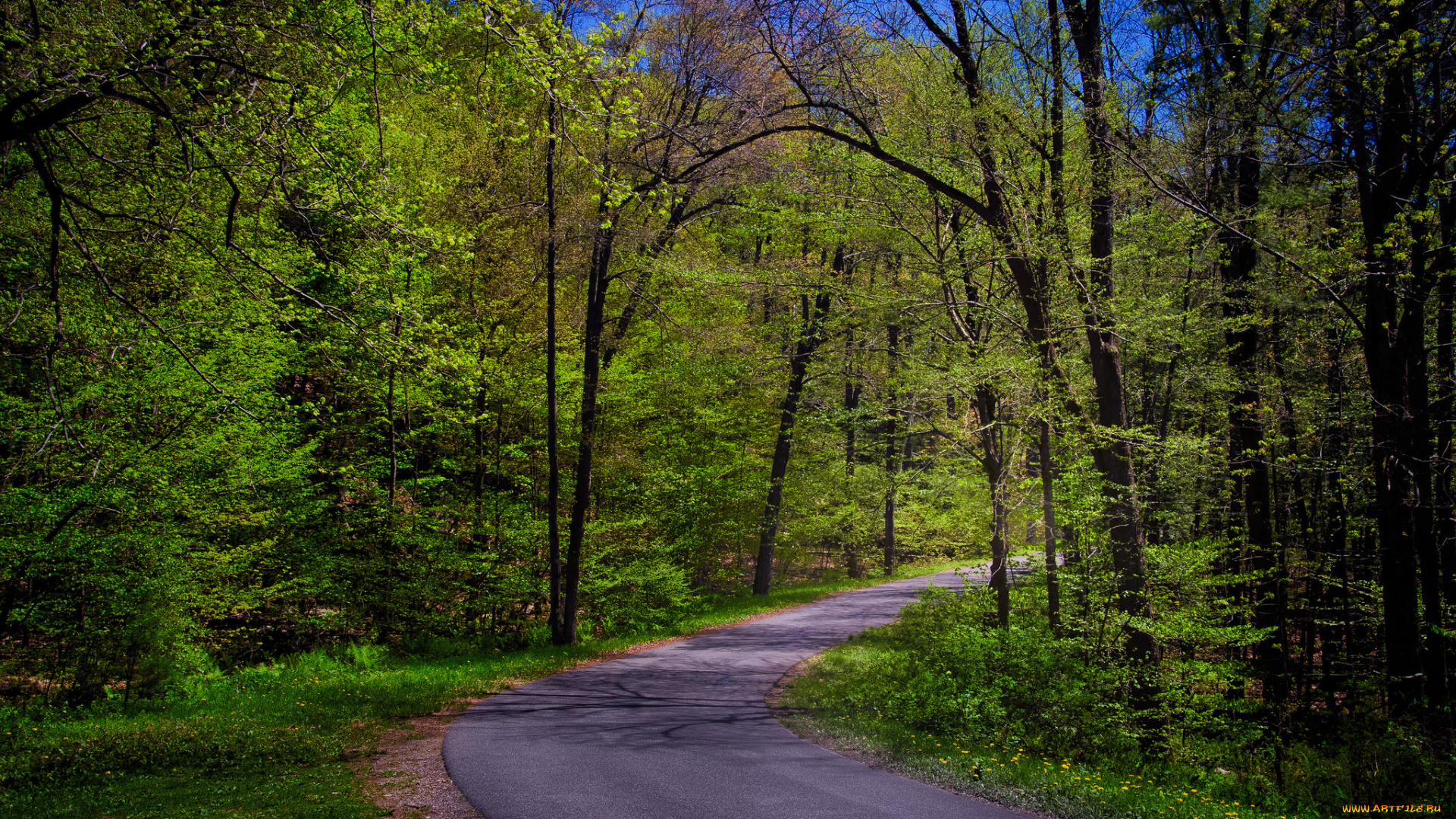природа, дороги, лес, шоссе