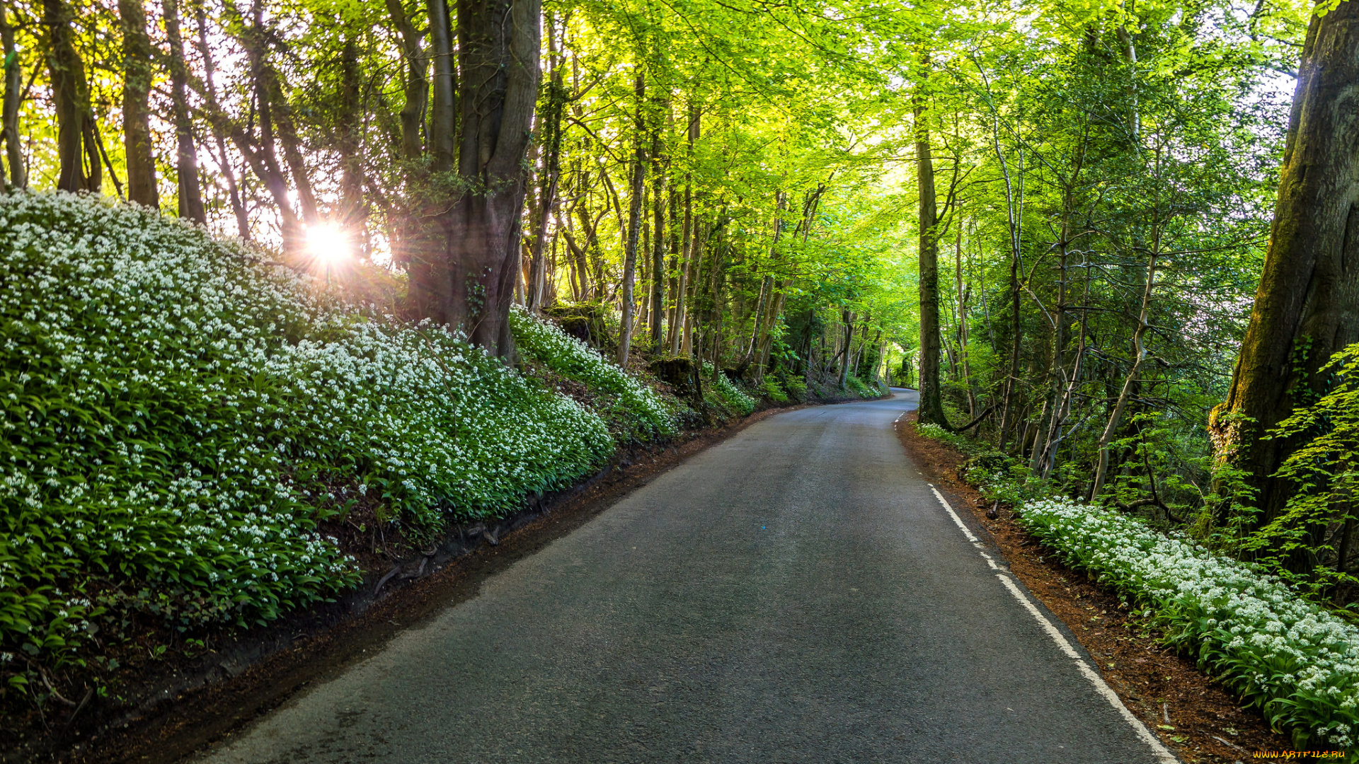 природа, дороги, шоссе, лес