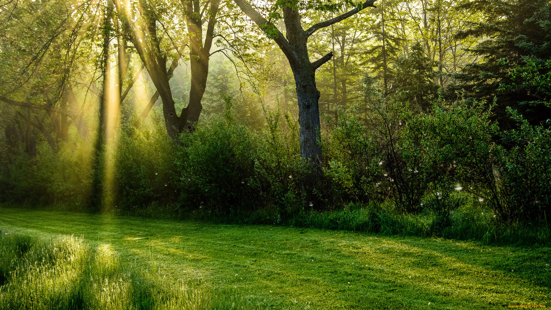 природа, дороги, солнечные, лучи, лес, зелень, трава, деревья