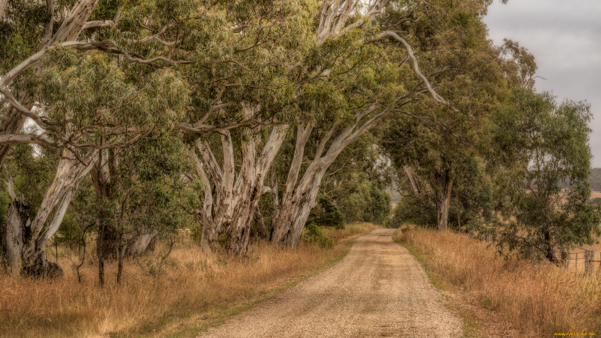 природа, дороги, тракт, лес